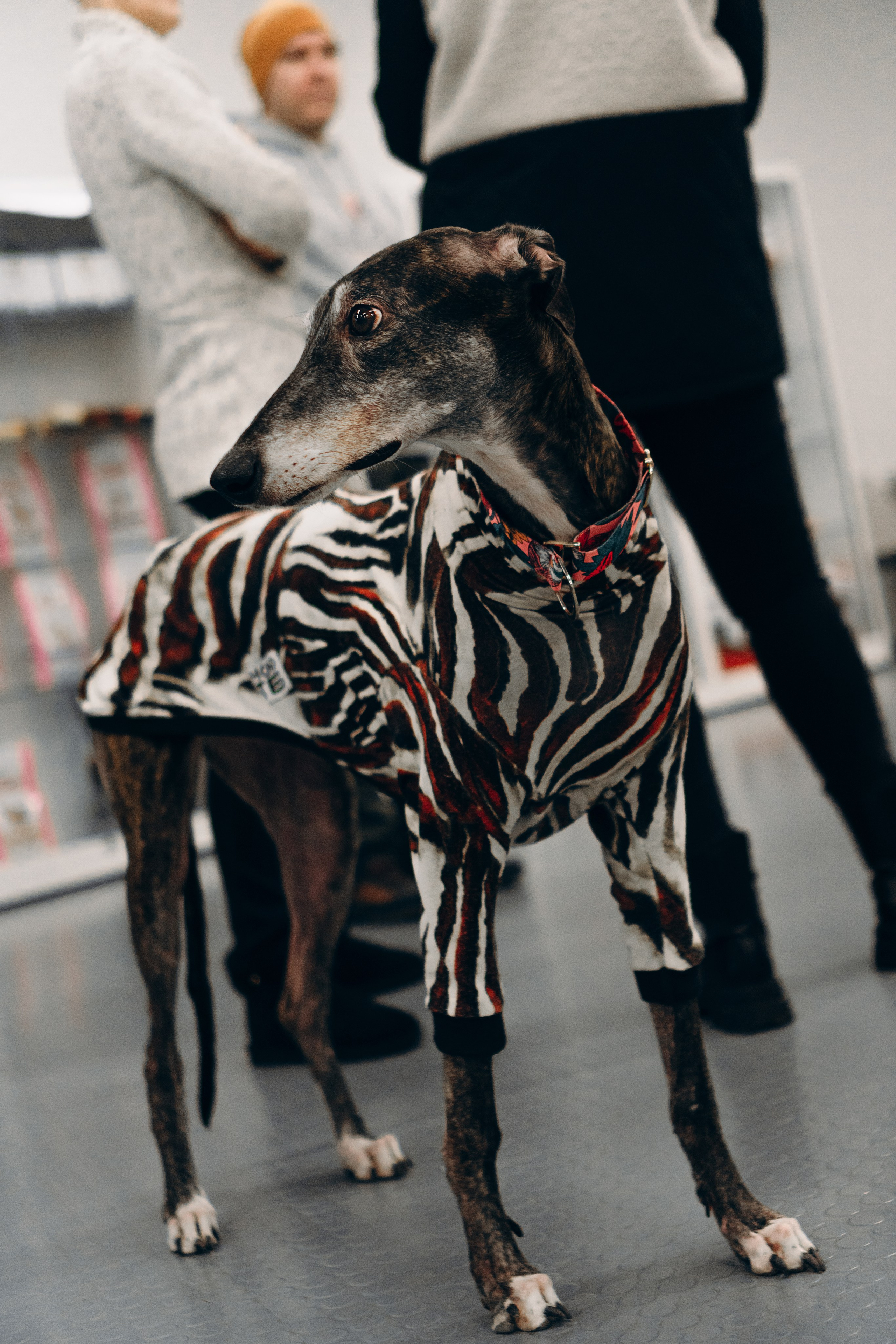 Galgotreff, 9 feb. 2025. Kat Laisaar — Pet photographer in Tallinn