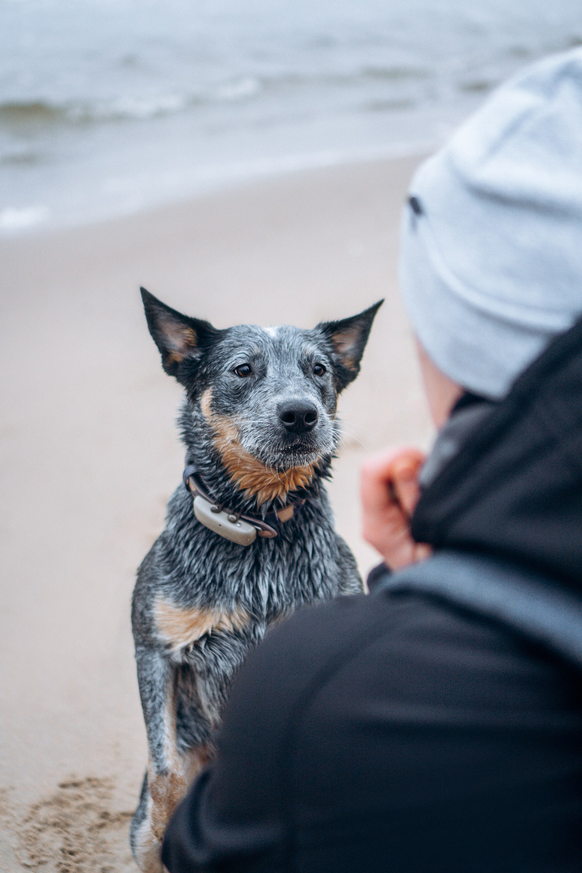 Polina and her Dakota, Australian Cattle Dog. Kat Laisaar — Pet photographer in Tallinn