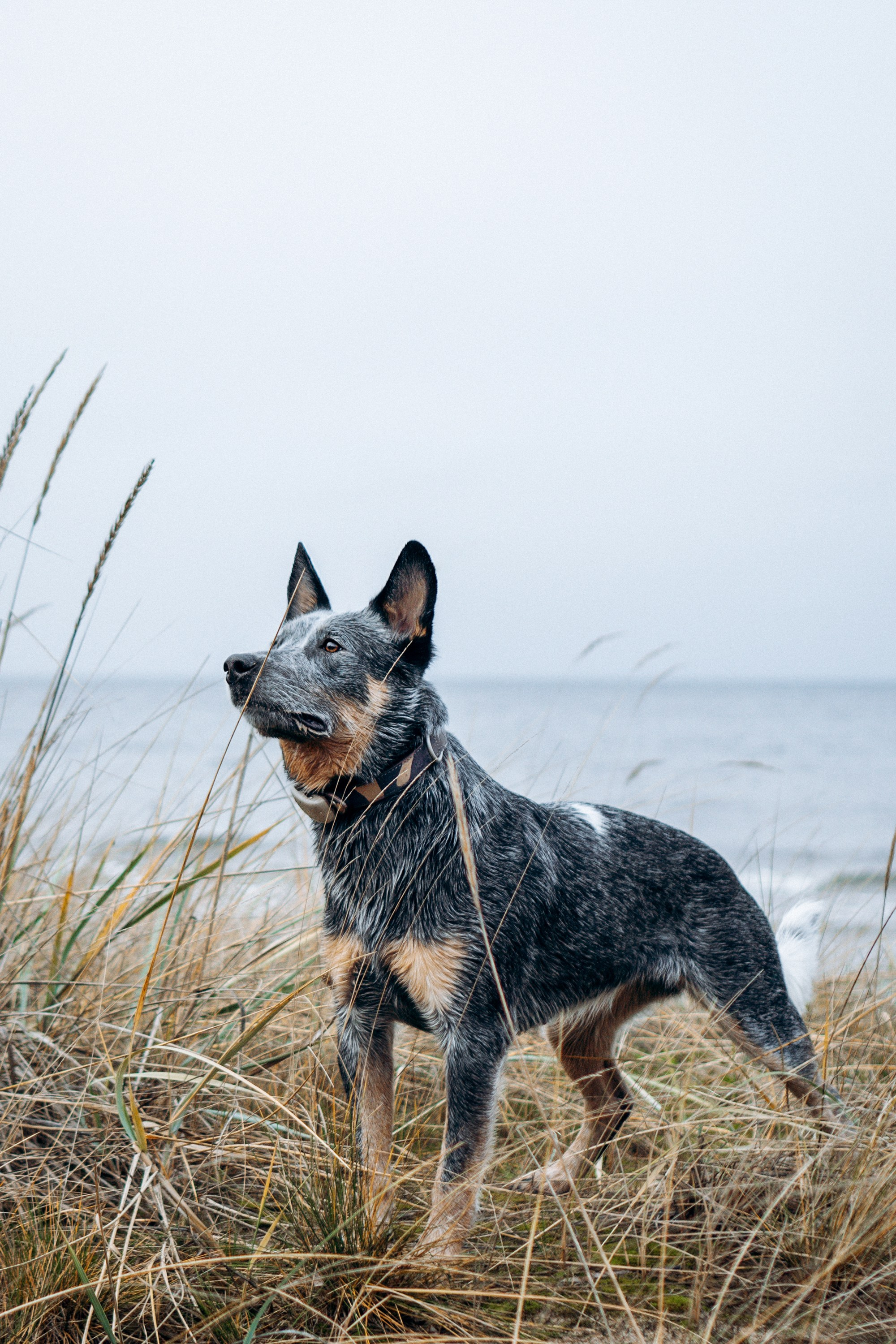 Polina and her Dakota, Australian Cattle Dog. Kat Laisaar — Pet photographer in Tallinn