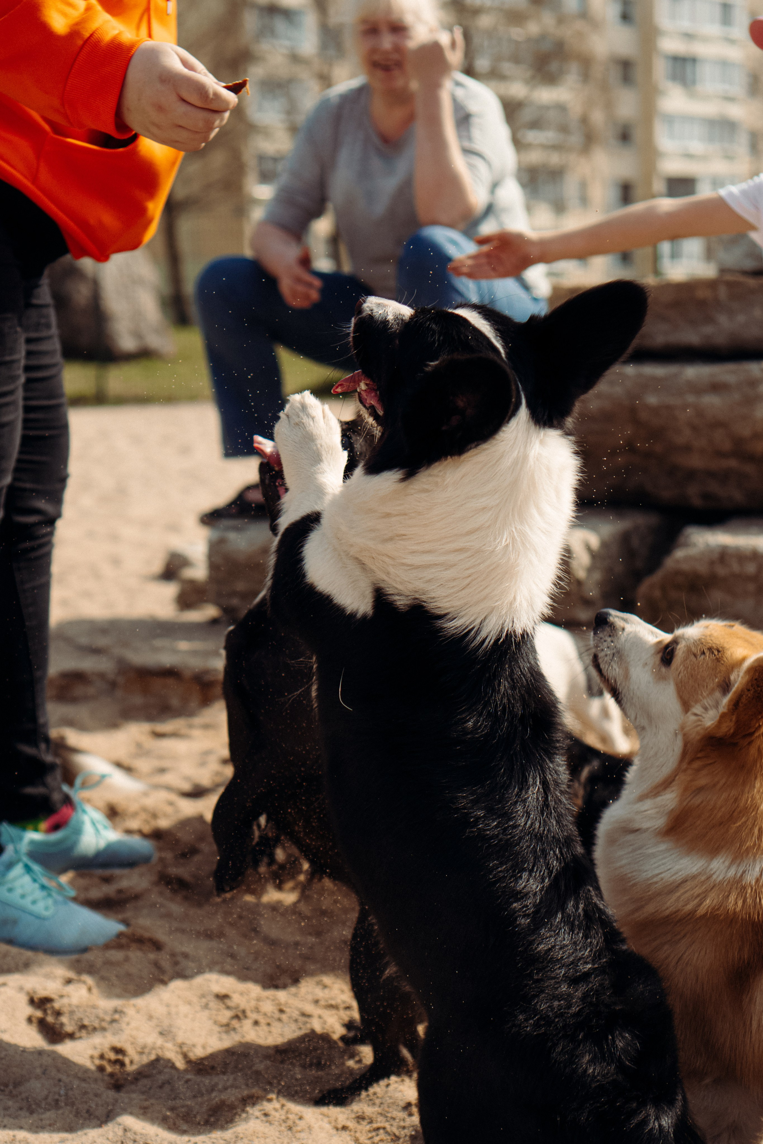 Corgi party, 18 apr. 2025. Kat Laisaar — Pet photographer in Tallinn