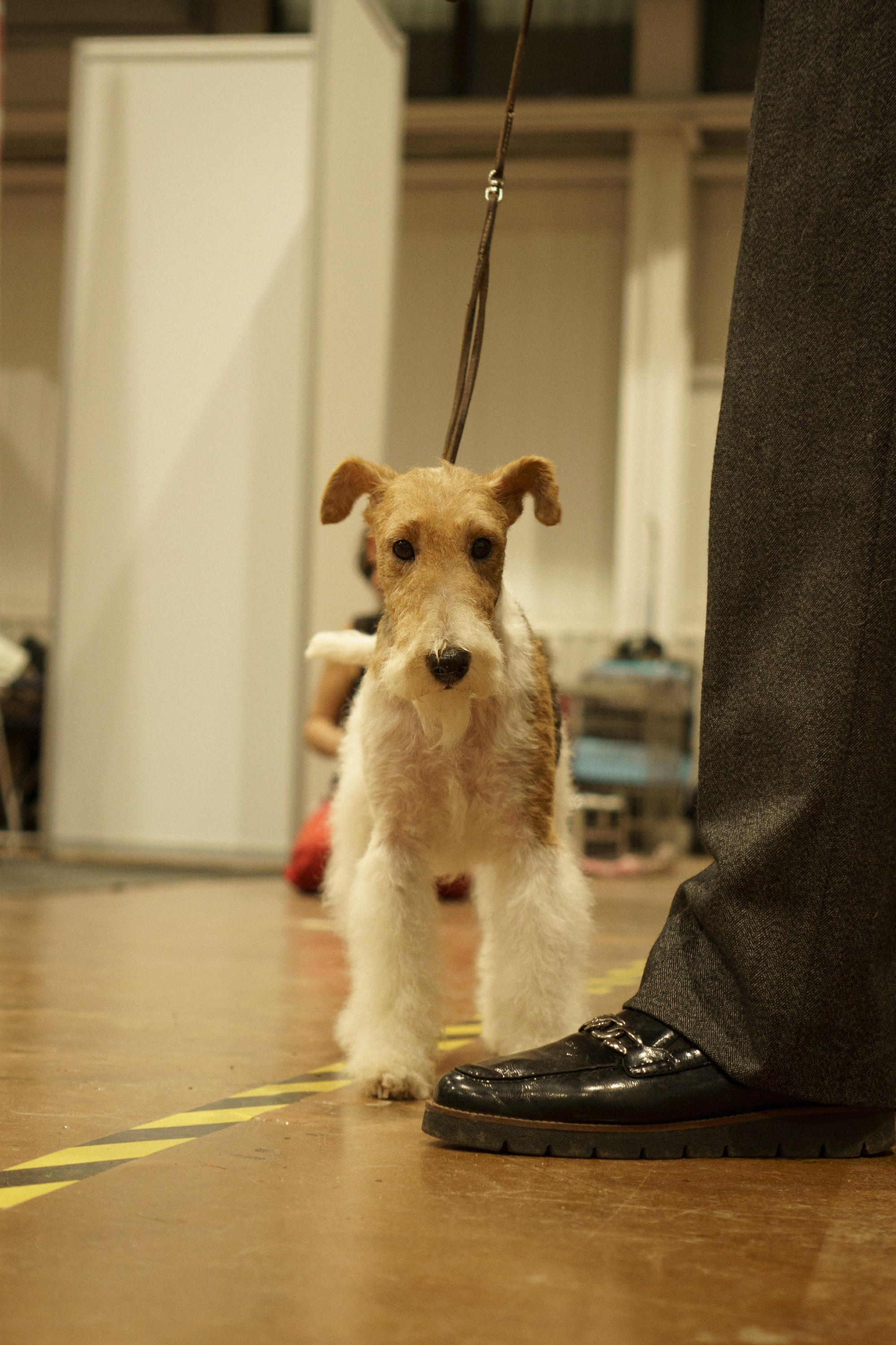 Tartu International Dog Show. Kat Laisaar — Pet photographer in Tallinn
