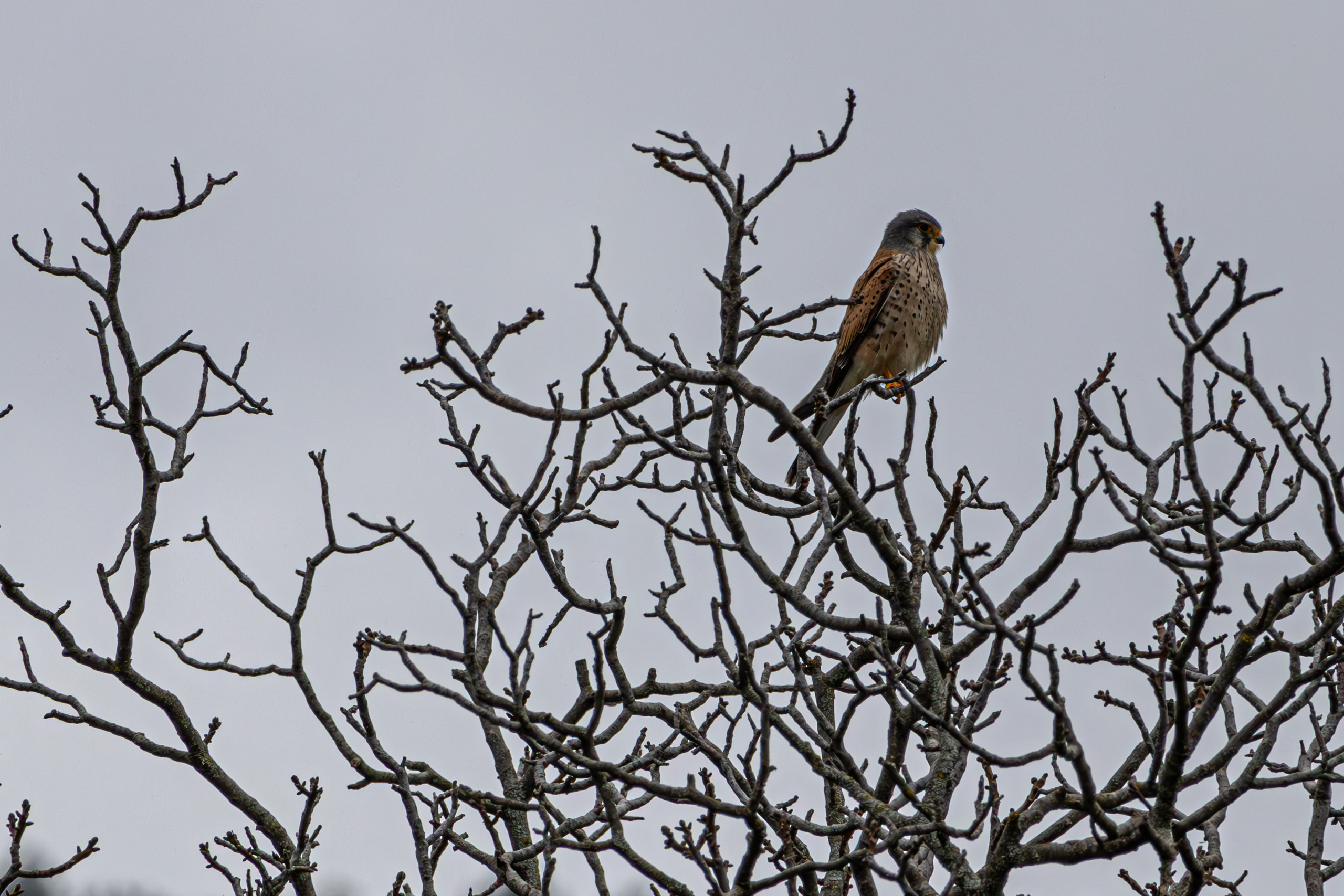 საგაზაფხულო გასეირნება წავკისისწყალის ხეობაში. FramefreeMan