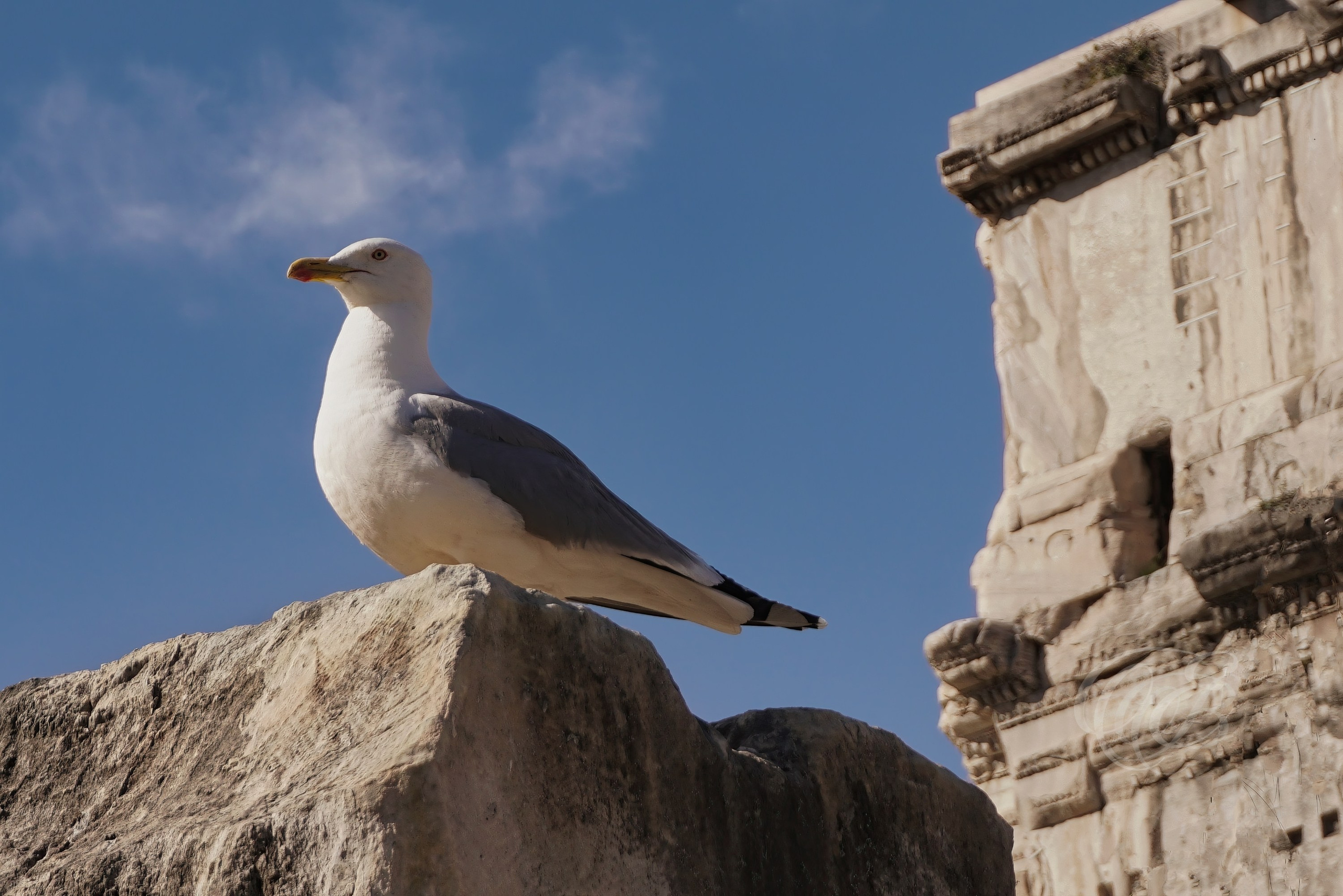Photography of Italy — Roman Forum Seagull — Eduardo Bartoli Fine Art & Travel Photography