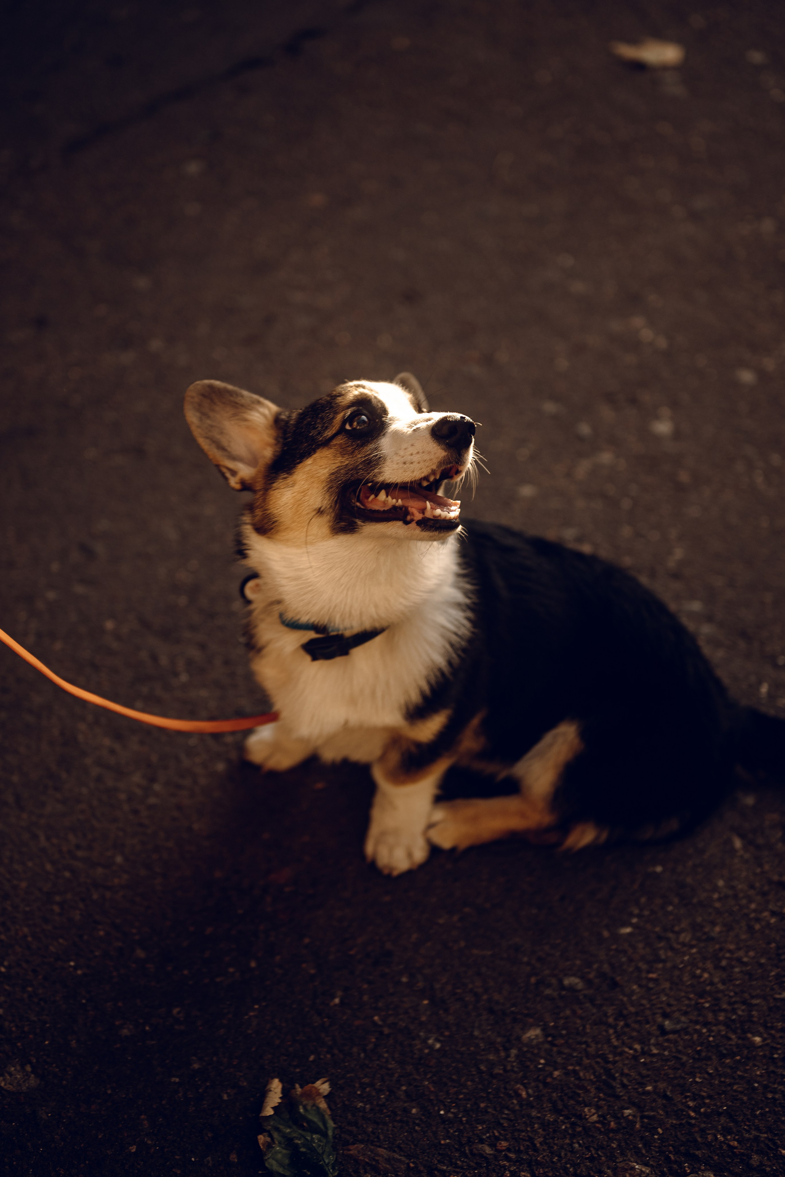 Анна, Назар и Морти. Фотограф Ирина Новикова