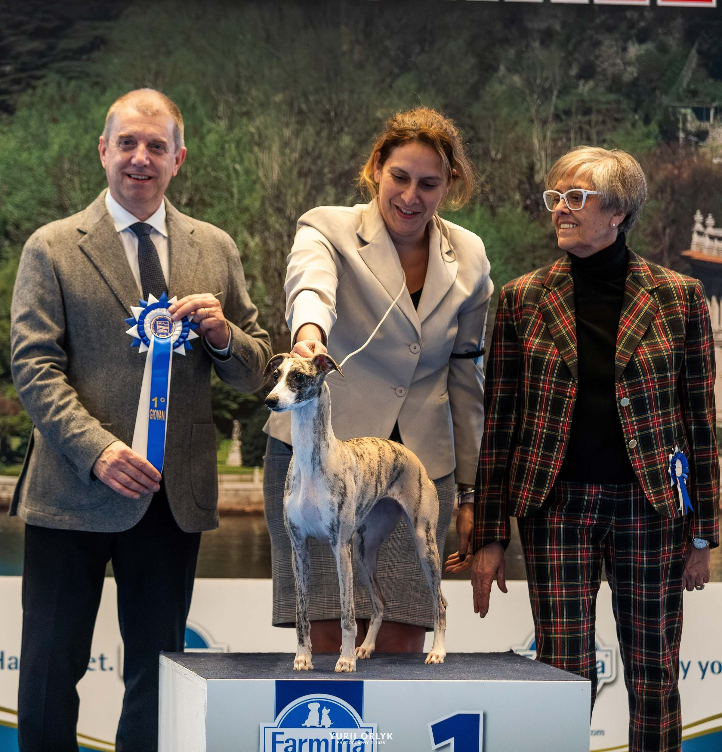 Dog Shows. Yurii Orlyk Photography