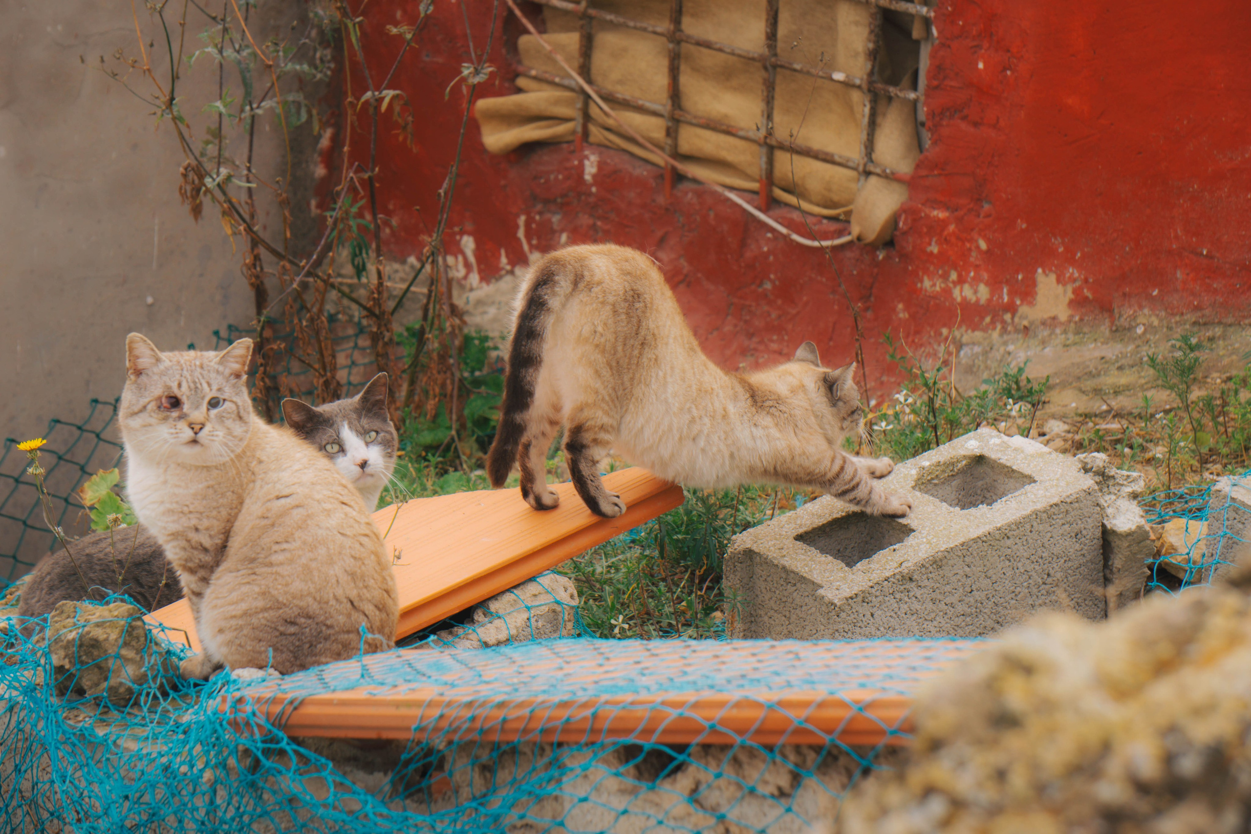 Rojales. Alba del Norte Studio