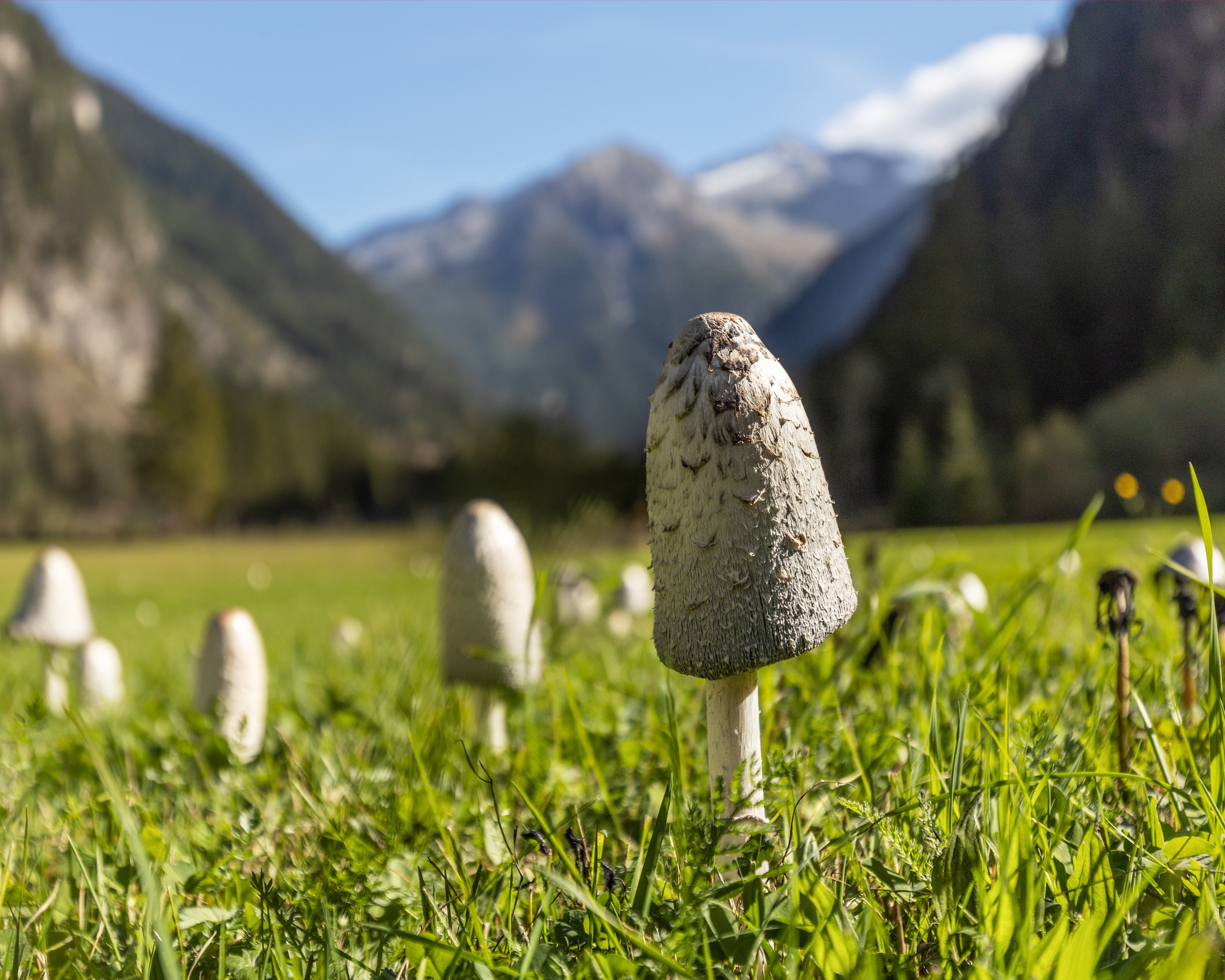 Bewunderung. Guzel Kolobova| Fotografin| Salzburg