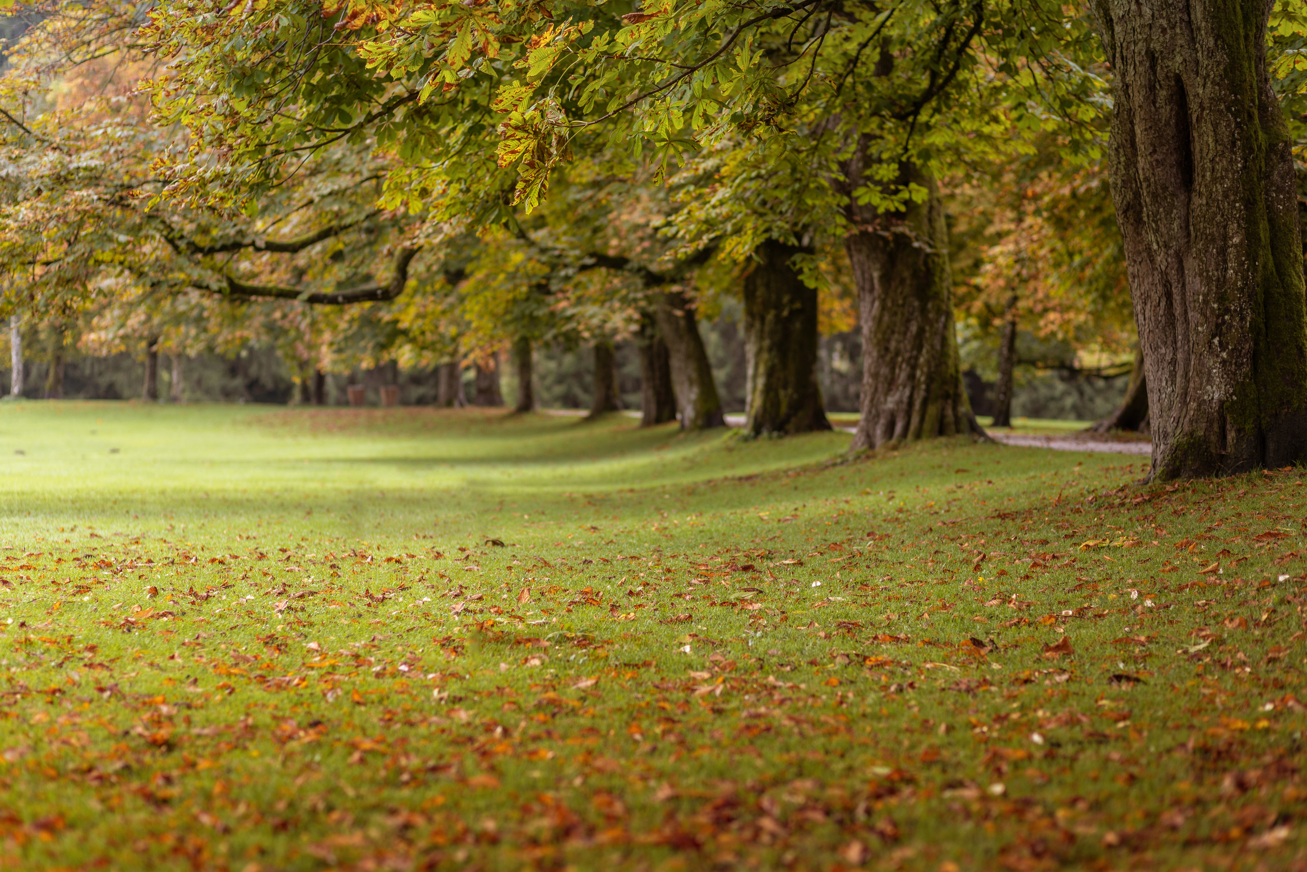 Bewunderung. Guzel Kolobova| Fotografin| Salzburg