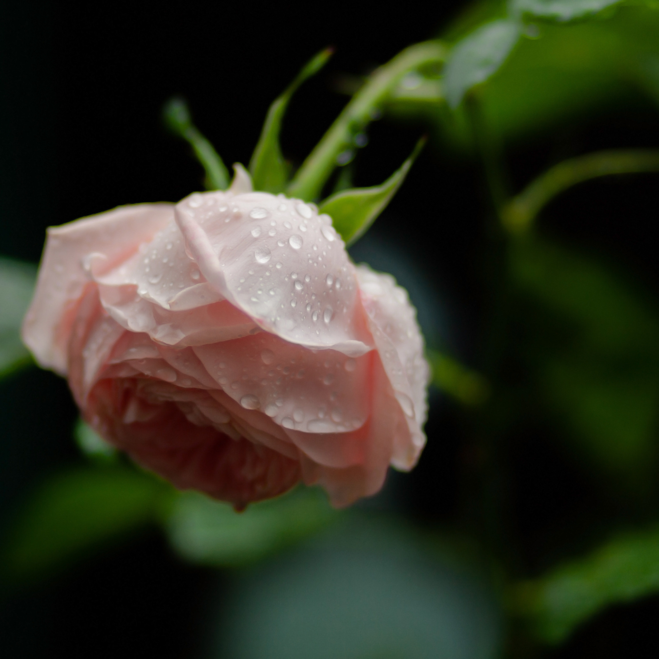 Feinheit. Guzel Kolobova| Fotografin| Salzburg