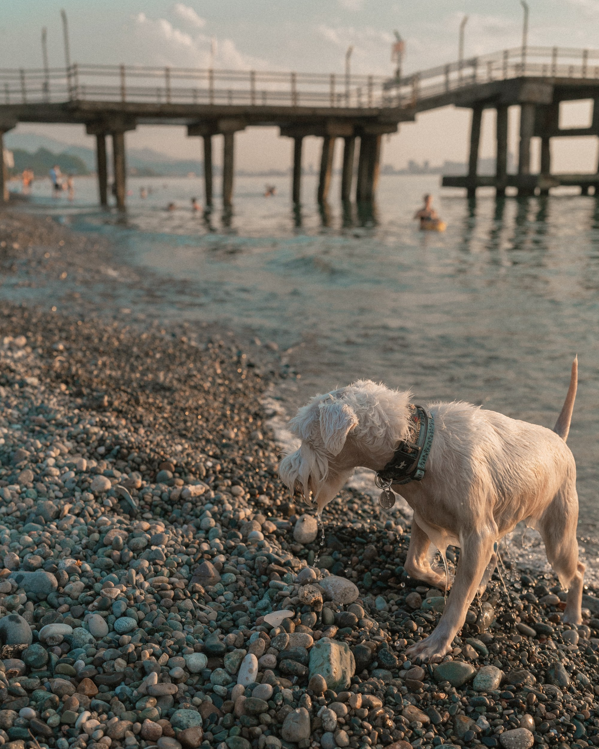Ольга и Халва. Индивидуальный и свадебный фотограф в Батуми Валерия Азаренко