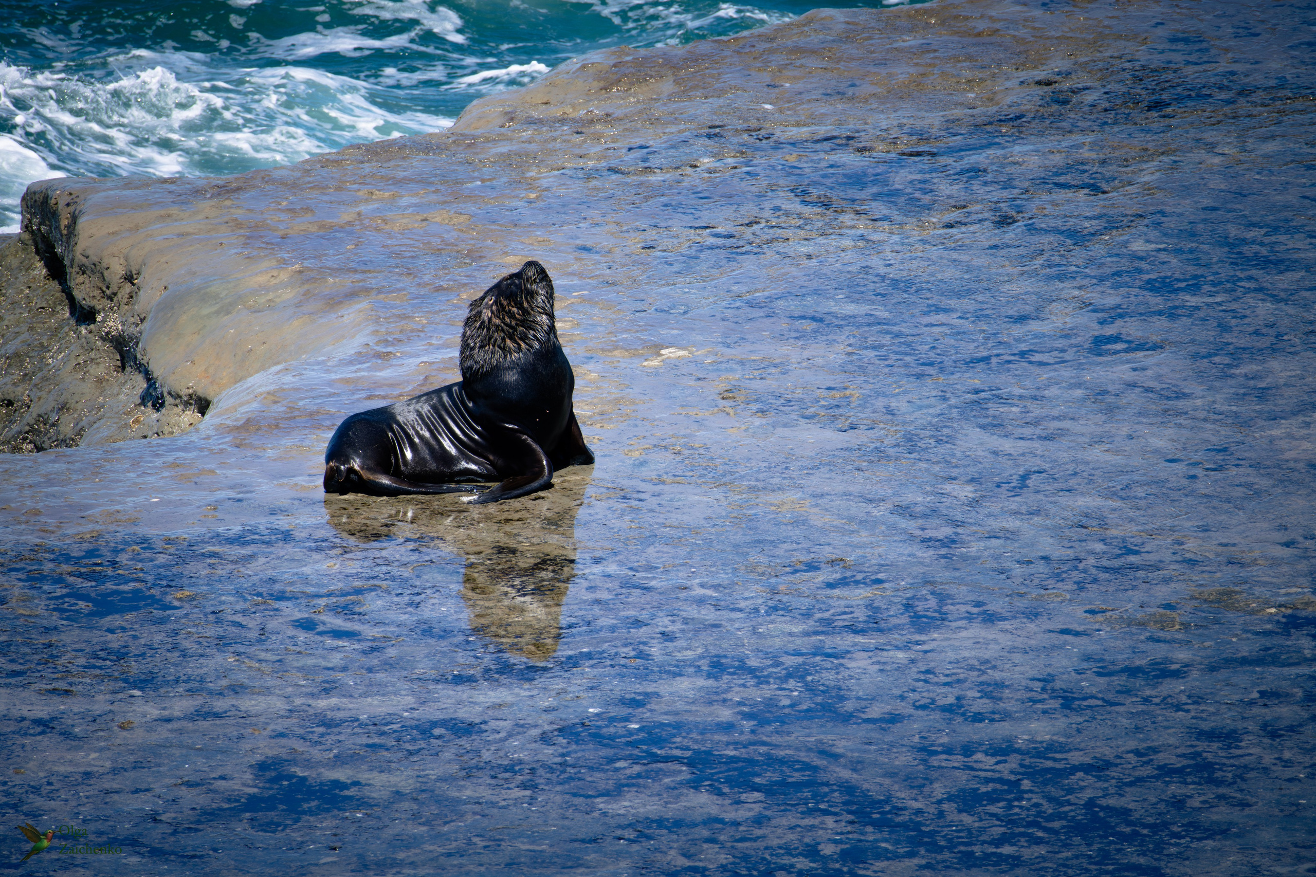 Южный морской лев