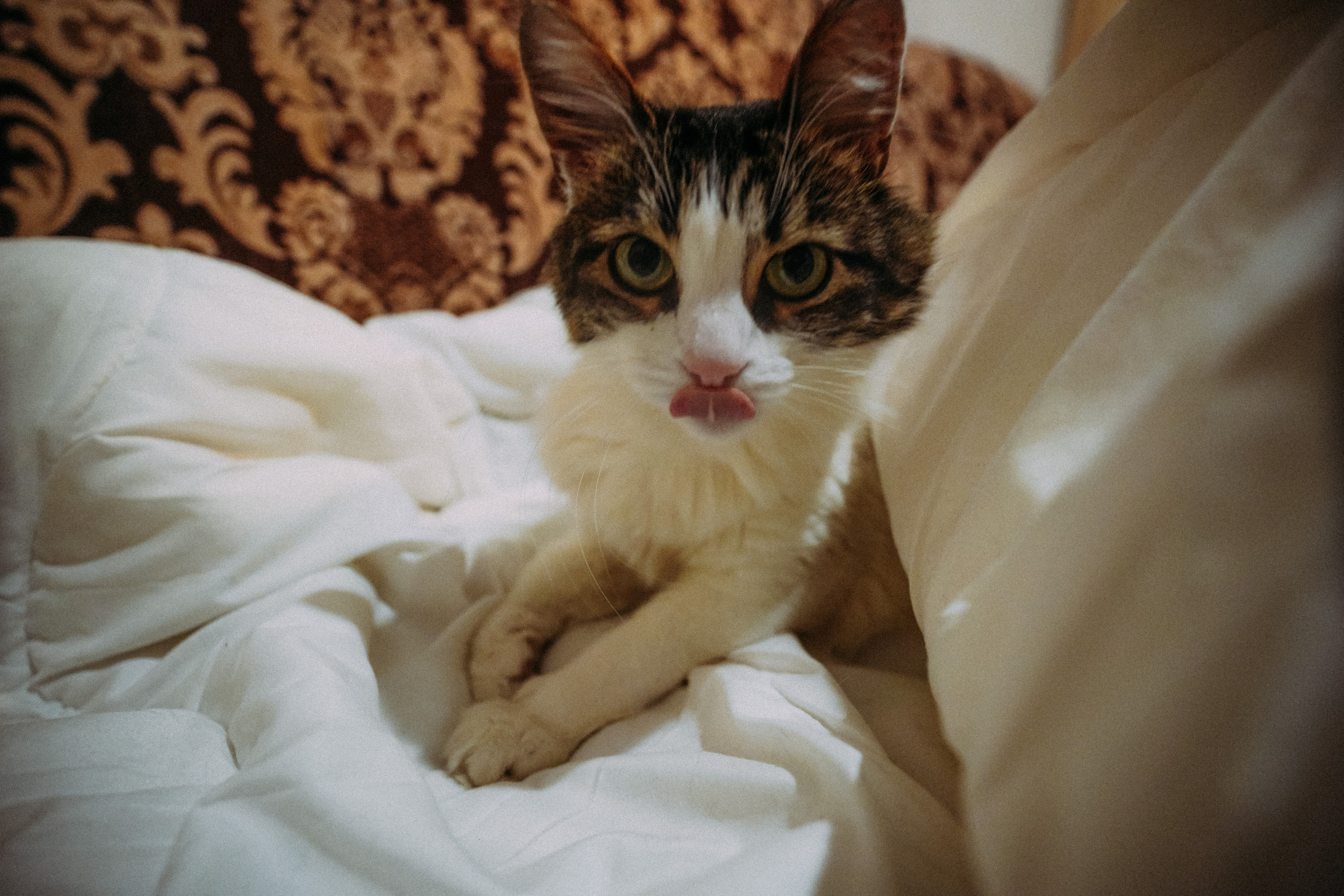 Кот шпедингера. Стрит-фотография, полная абсурда, идиотизма и красоты