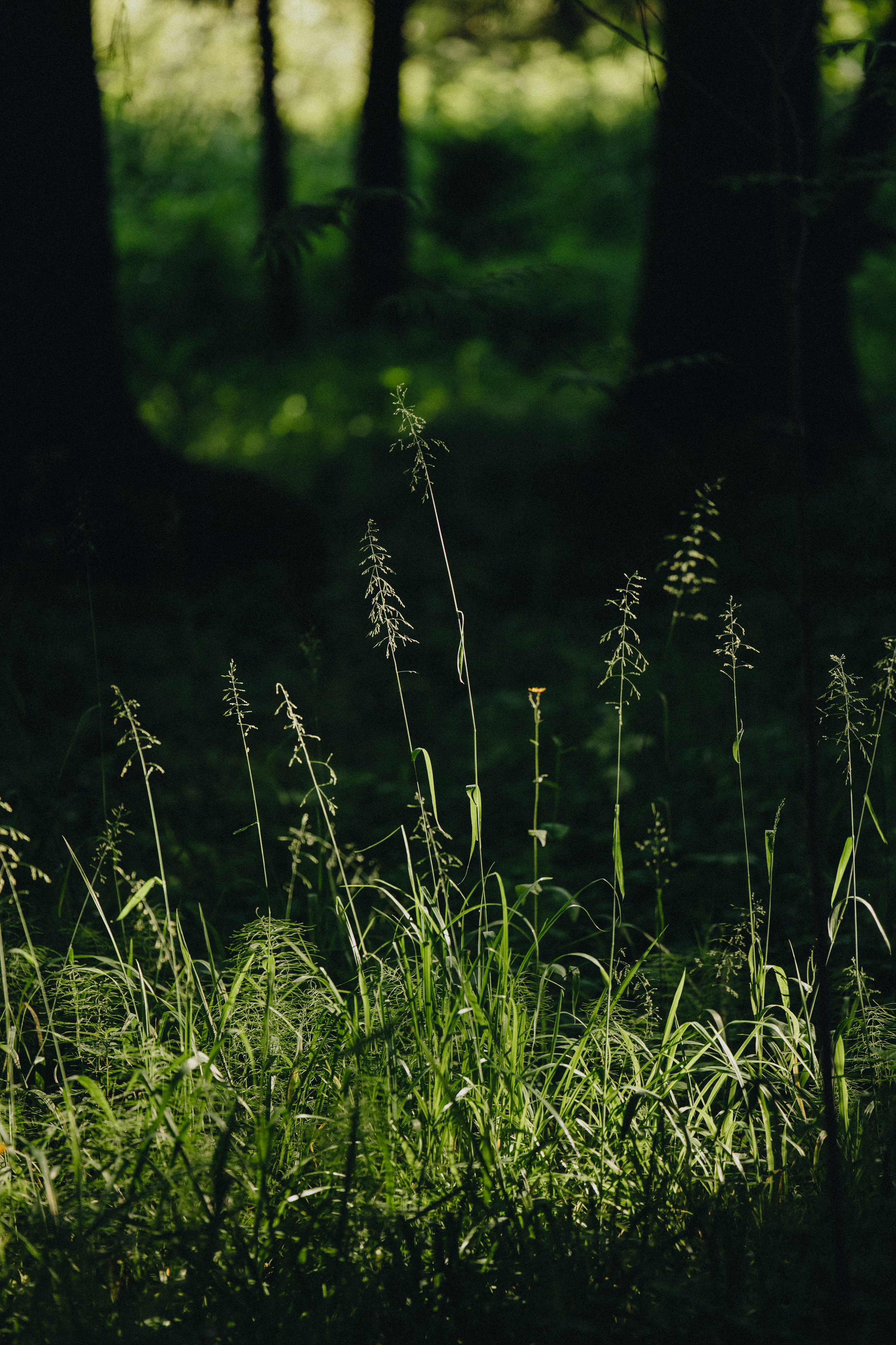 Portland, Seattle, Bend & Oregon Coast Engagement Photography | Georgy Shishkin. Capturing Love in the Heart of the Pacific Northwes
