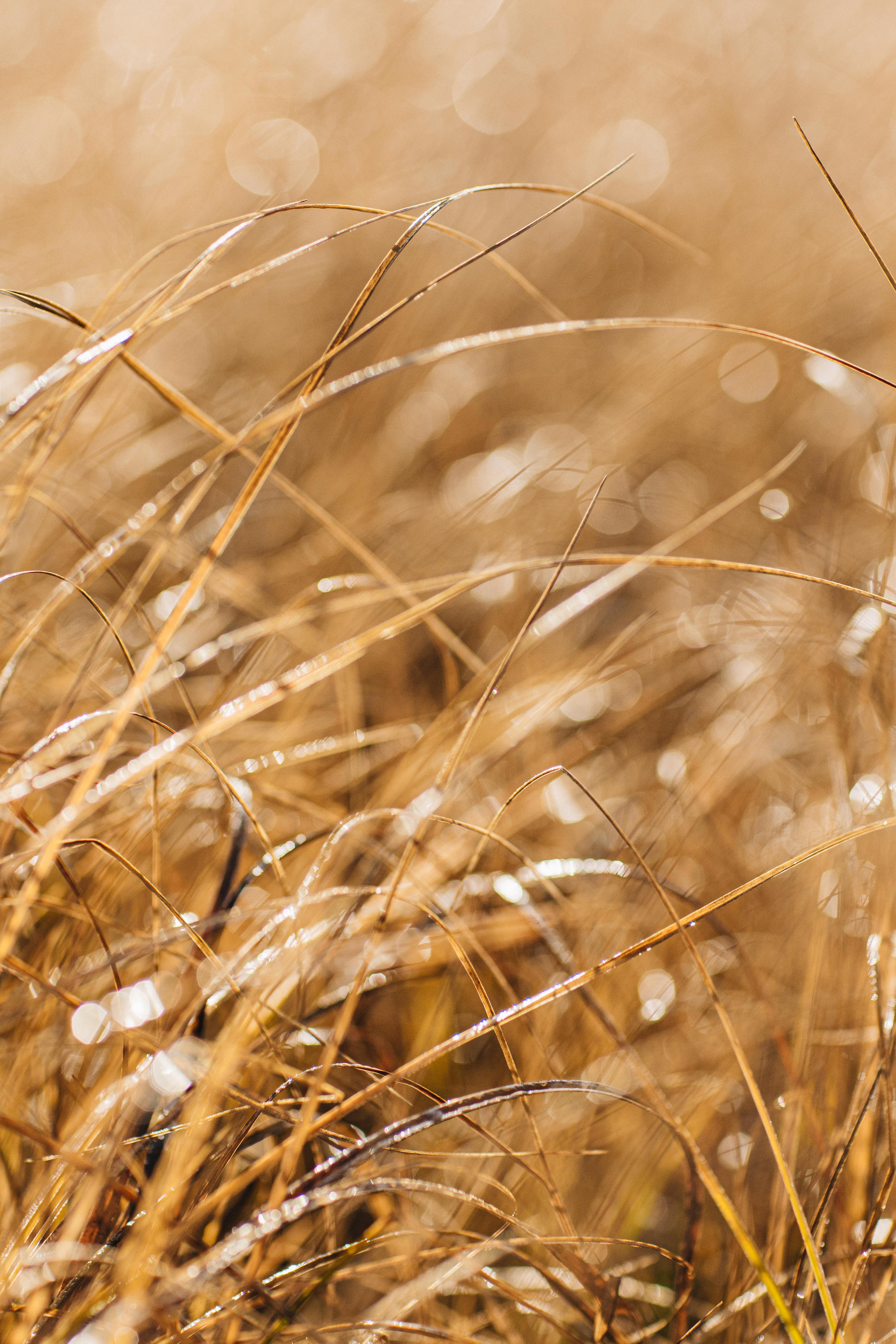 Portland, Seattle, Bend & Oregon Coast Elopement & Wedding Photography | J & J Mountain Adventure by Georgy Shishkin. Capturing Love in the Heart of the Pacific Northwes