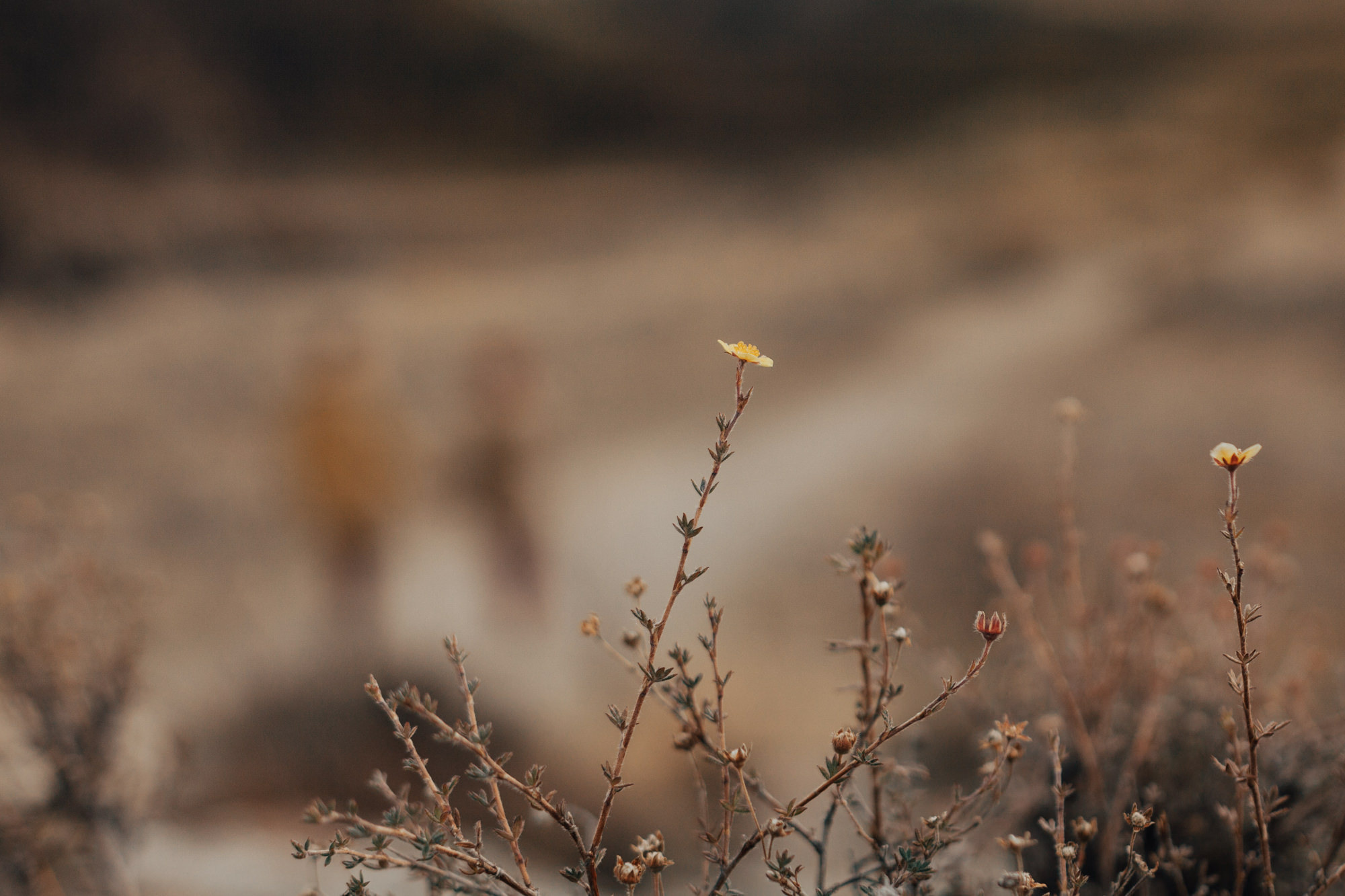 Portland, Seattle, Bend & Oregon Coast Elopement Photography | Olga & Alex Engagement Session by Georgy Shishkin. Capturing Love in the Heart of the Pacific Northwes