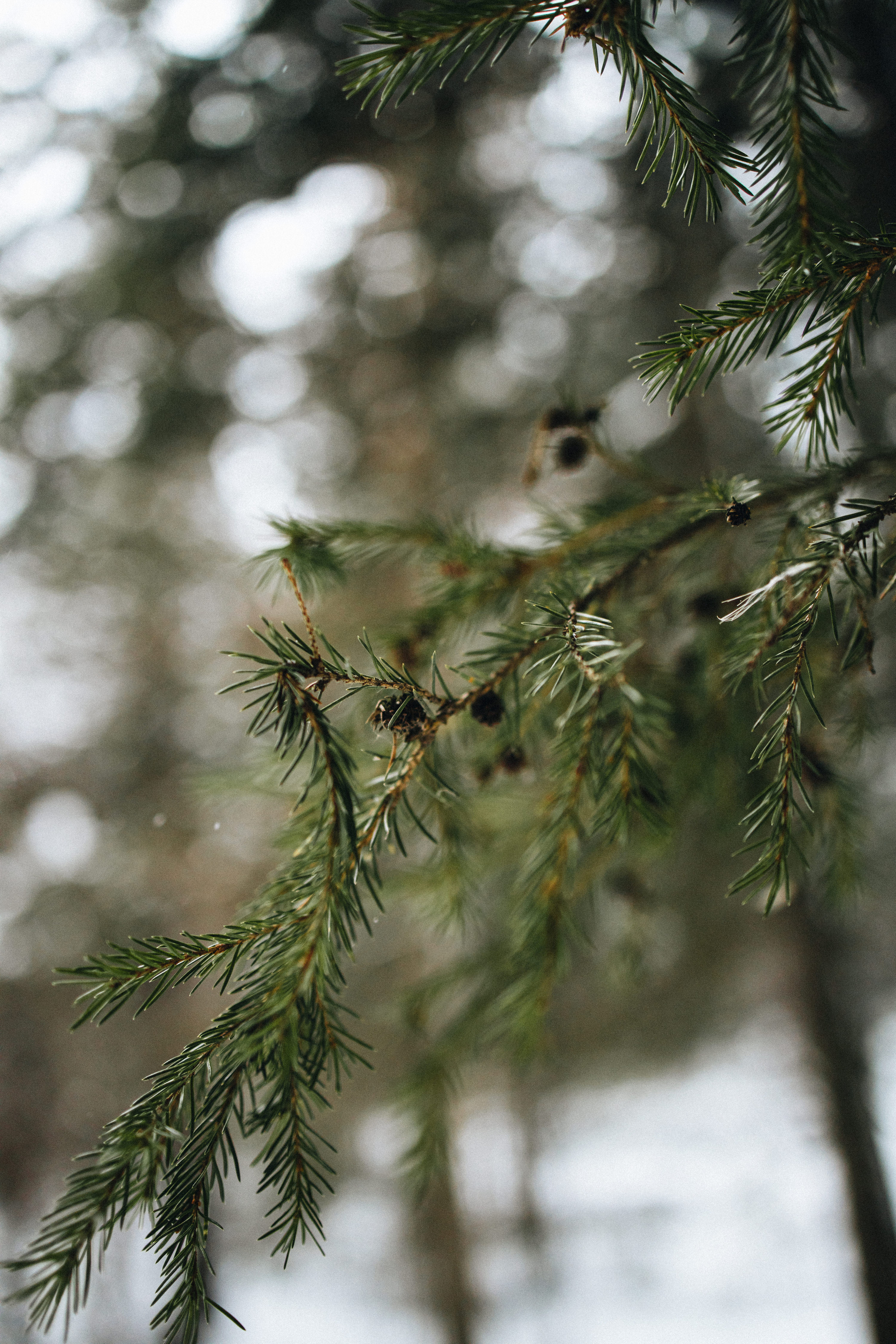 Capture the Warmth of Winter with Family Photography in Portland, Seattle, Bend & Oregon Coast | Georgy Shishkin. Capturing Love in the Heart of the Pacific Northwes