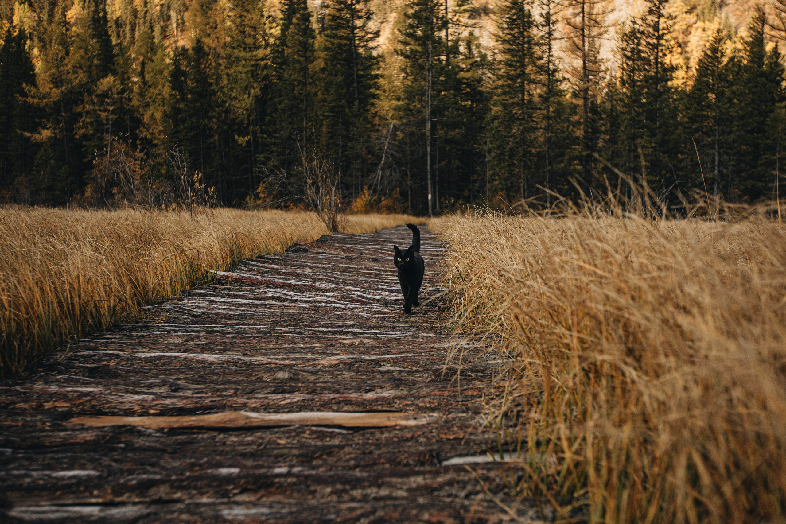 Portland, Seattle, Bend & Oregon Coast Elopement & Wedding Photography | J & J Mountain Adventure by Georgy Shishkin. Capturing Love in the Heart of the Pacific Northwes