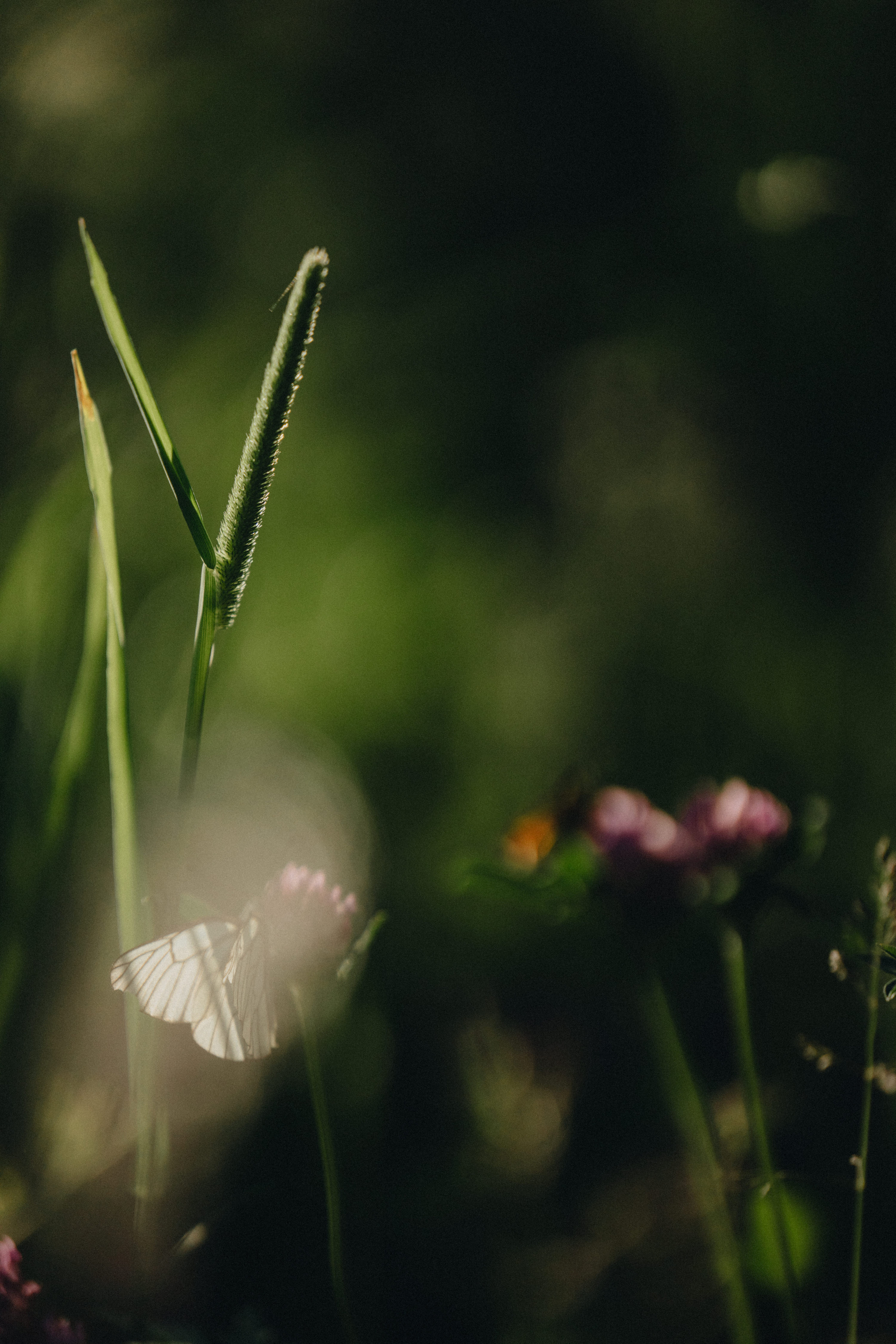 Portland, Seattle, Bend & Oregon Coast Engagement Photography | Georgy Shishkin. Capturing Love in the Heart of the Pacific Northwes
