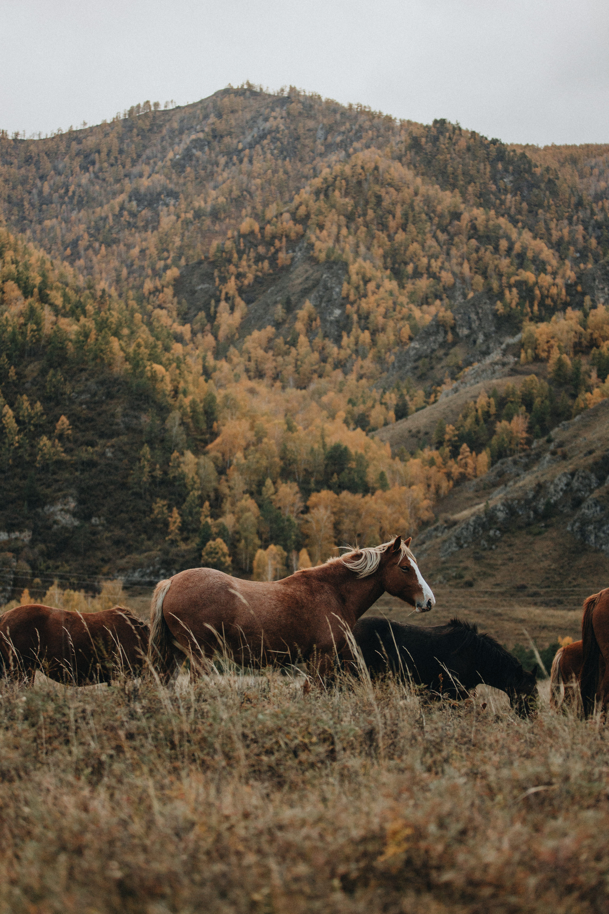 Anastasia & Konstantin’s Mountain Elopement Photography | Georgy Shishkin in Portland, Seattle, Bend & Oregon Coast. Capturing Love in the Heart of the Pacific Northwes