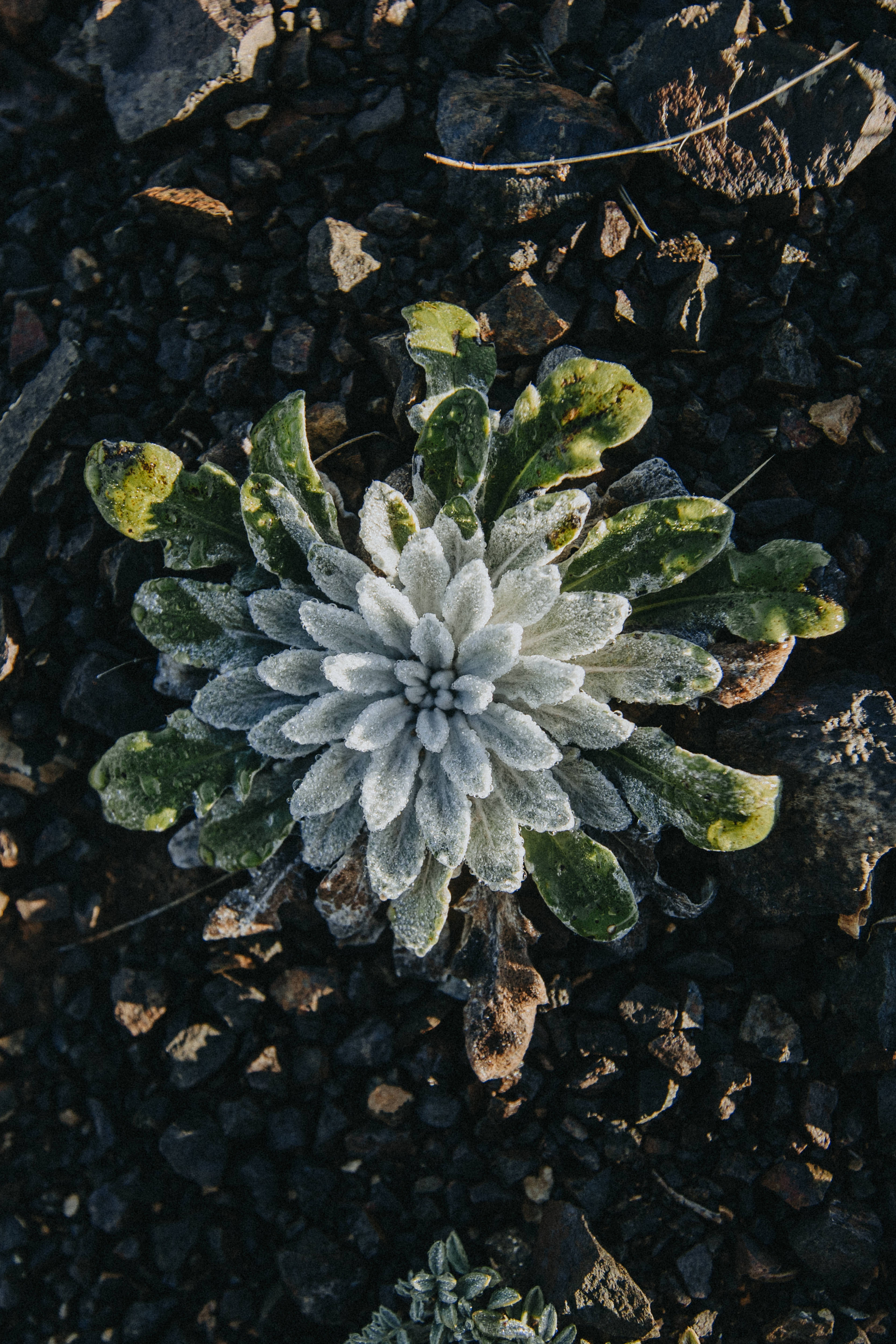Portland, Seattle, Bend & Oregon Coast Elopement Photography | Alex & Michael's Mountain Wedding by Georgy Shishkin. Capturing Love in the Heart of the Pacific Northwes