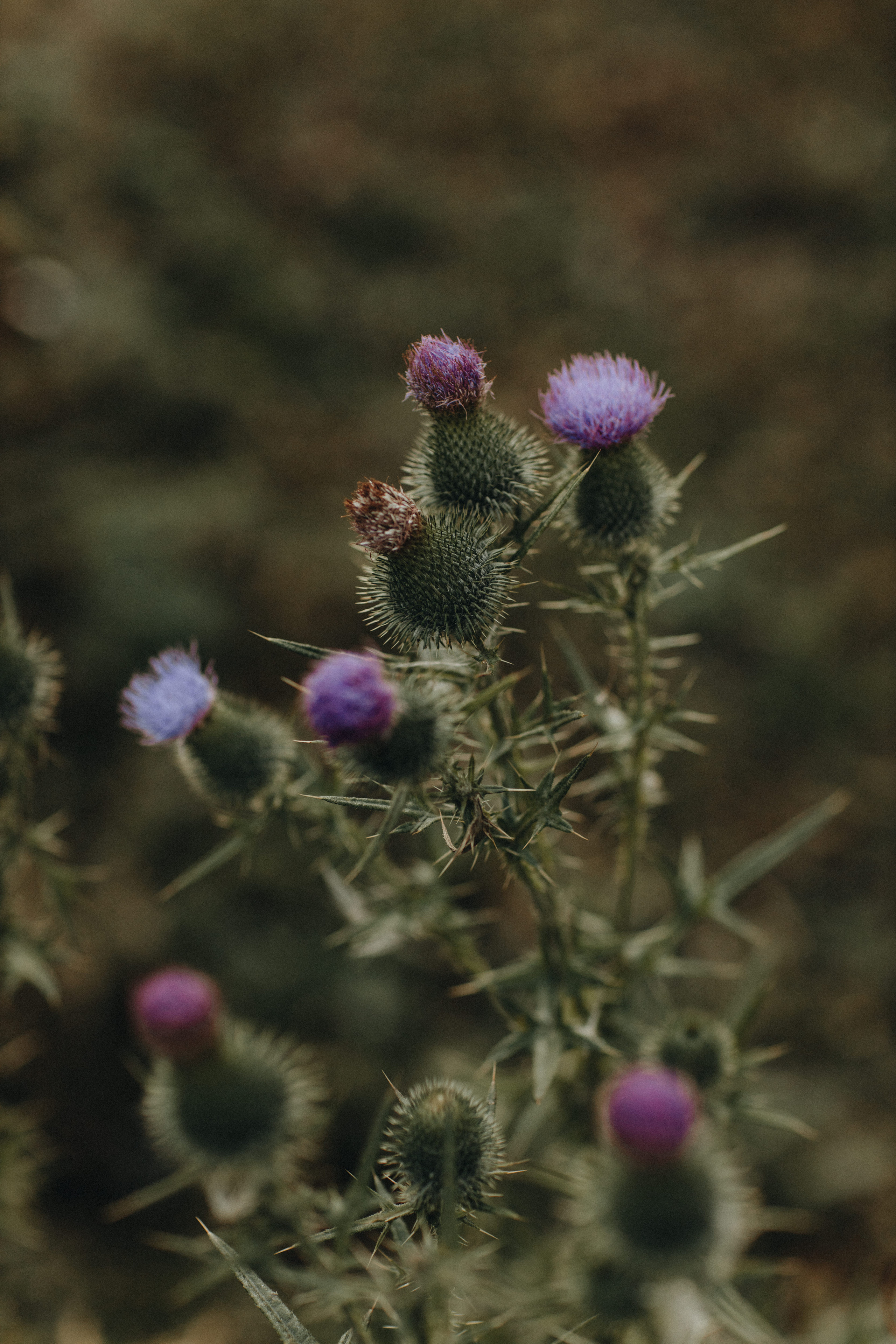 Portland, Seattle, Bend & Oregon Coast Elopement Photography | Alex & Michael's Mountain Wedding by Georgy Shishkin. Capturing Love in the Heart of the Pacific Northwes