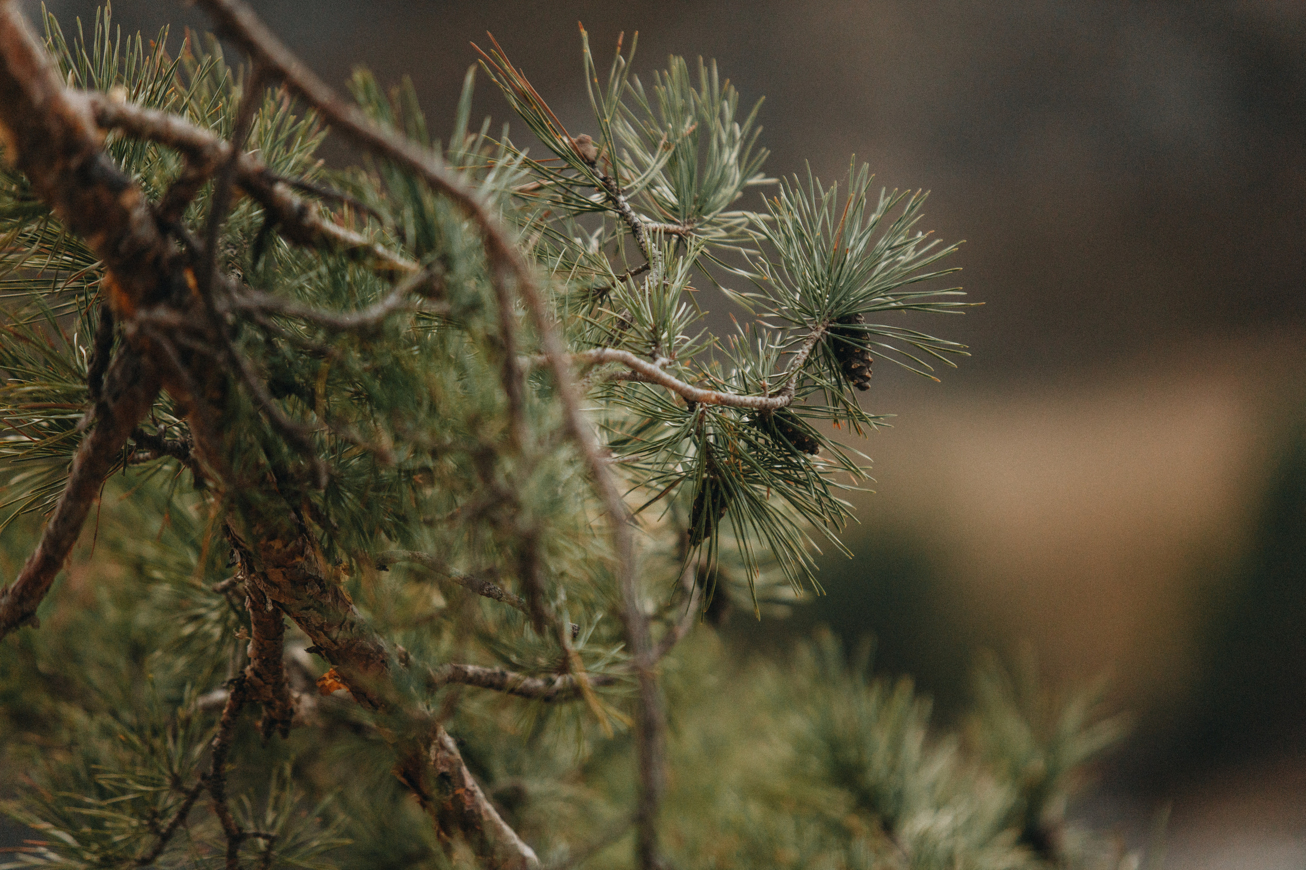 Anastasia & Konstantin’s Mountain Elopement Photography | Georgy Shishkin in Portland, Seattle, Bend & Oregon Coast. Capturing Love in the Heart of the Pacific Northwes