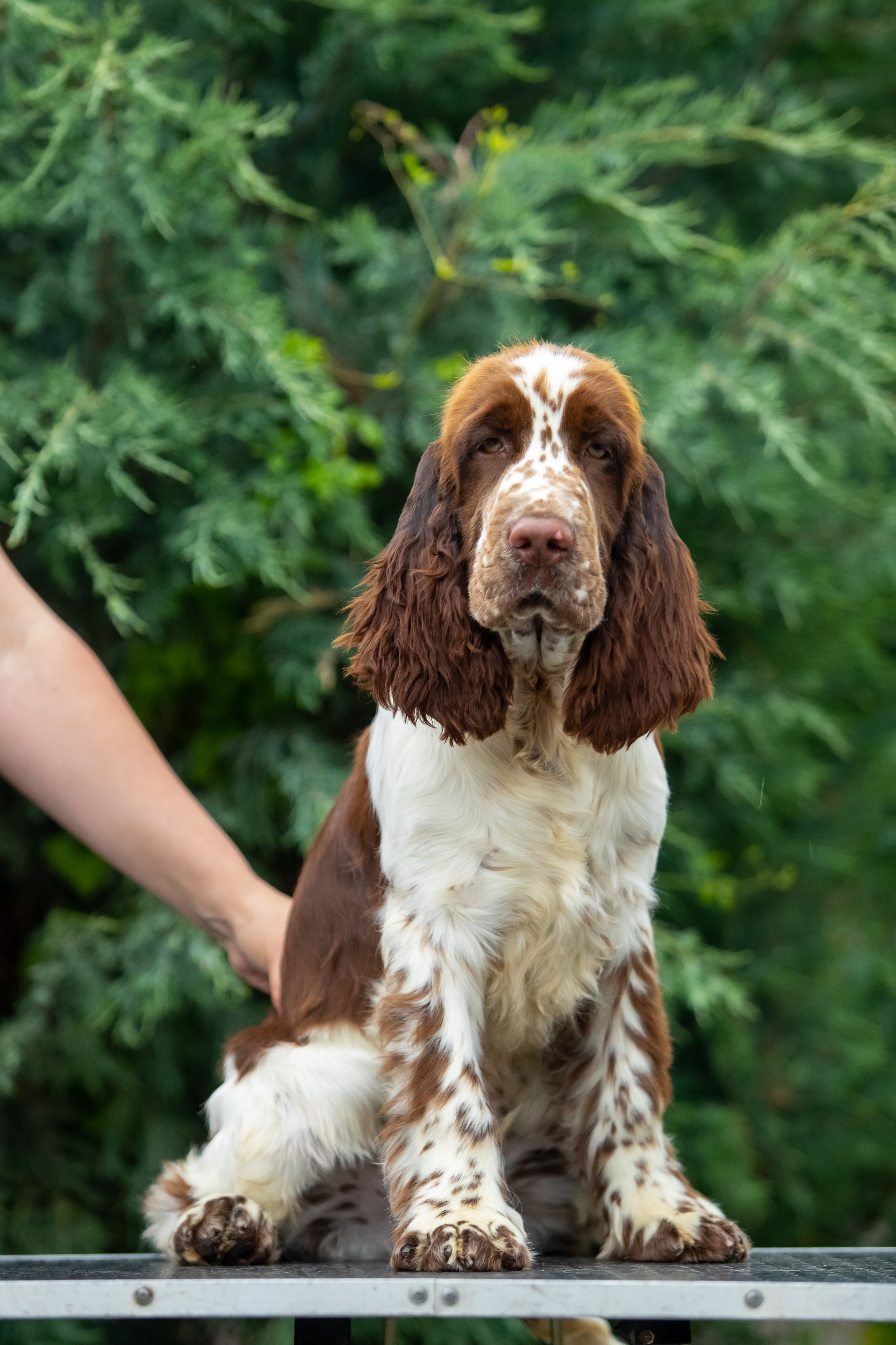 Male — Orange collar 🧡. Website of the titled stud dog of the Springer Spaniel breed