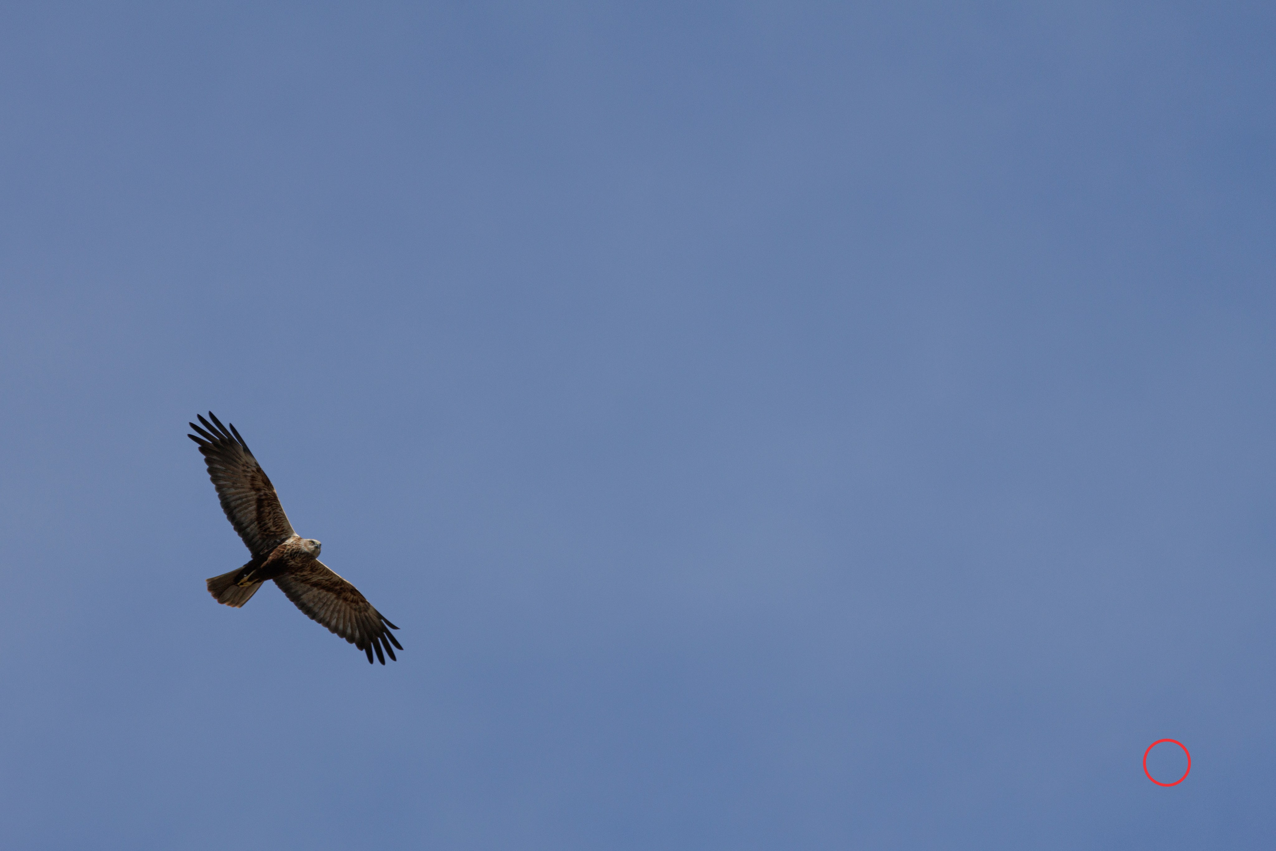 გასეირნება კრწანისის ტბებზე. FramefreeMan