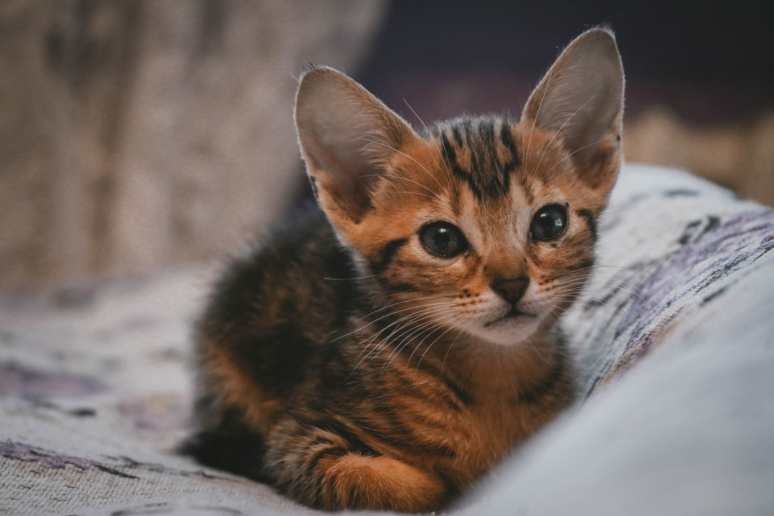 Кот шпедингера. Стрит-фотография, полная абсурда, идиотизма и красоты