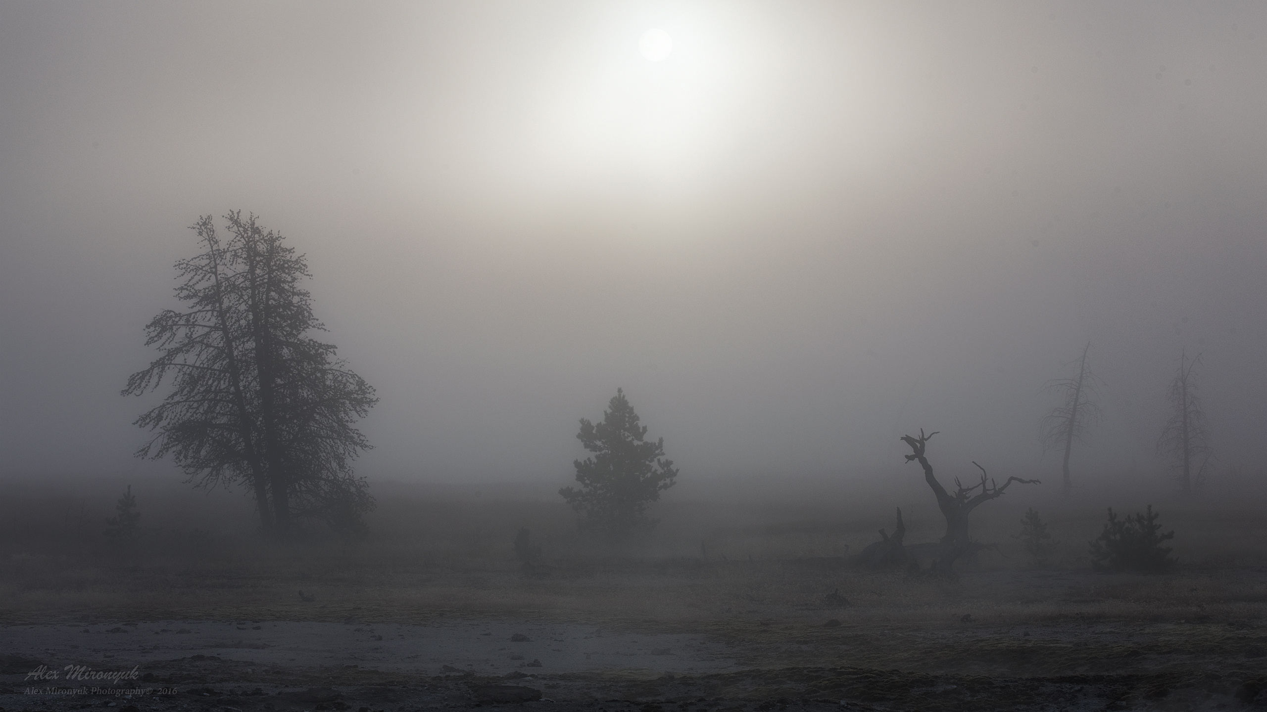 Yellowstone National Park. Alex Mironyuk Photography