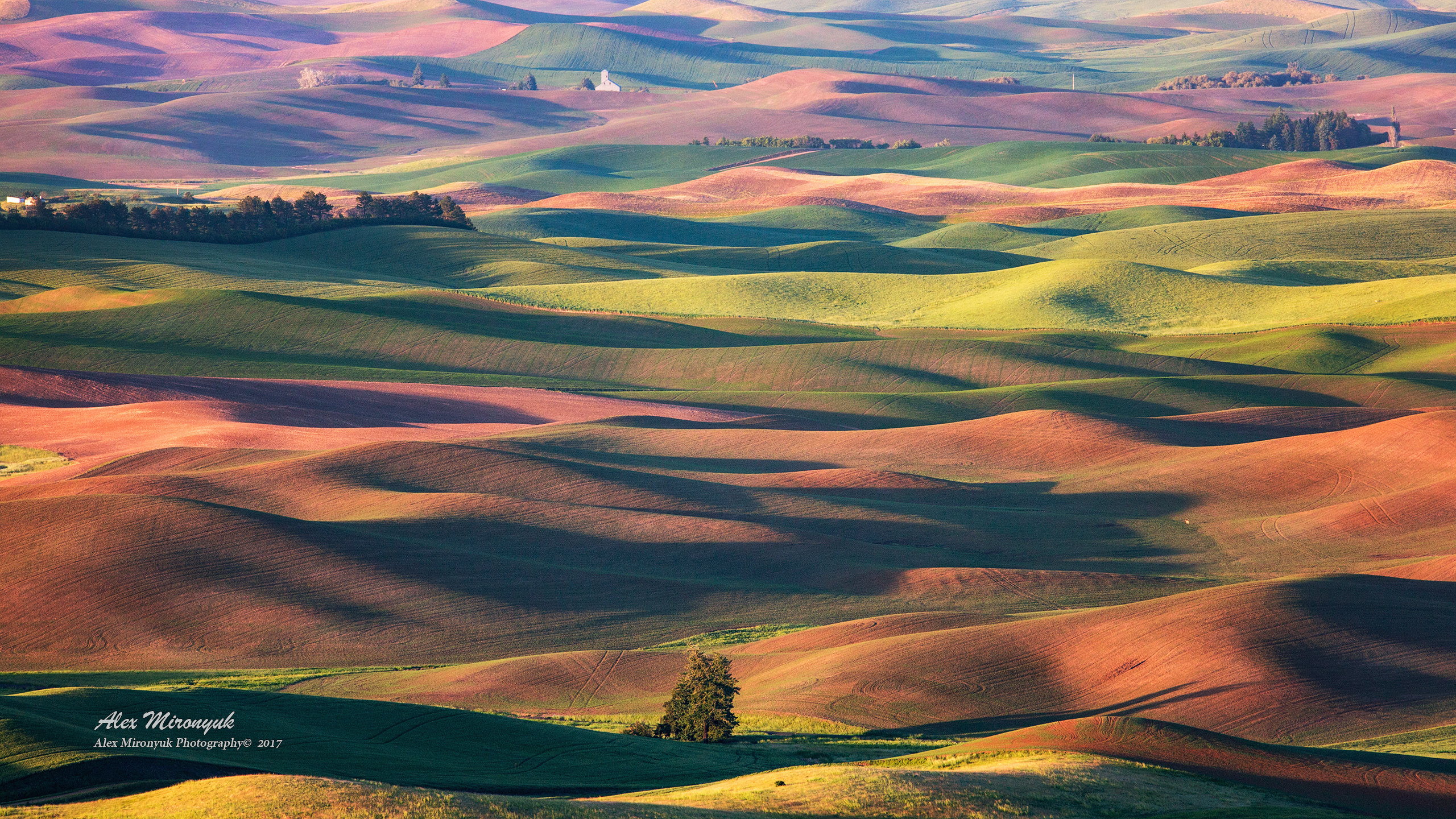 Palouse. Alex Mironyuk Photography