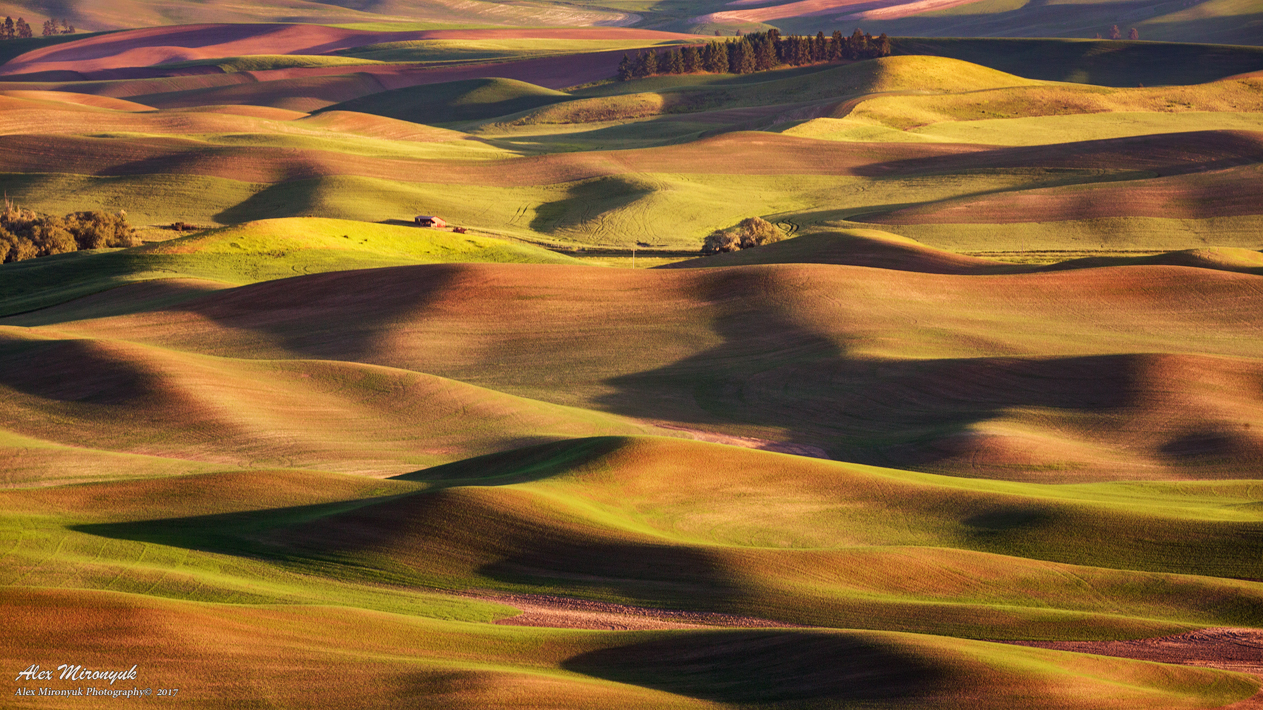 Palouse. Alex Mironyuk Photography