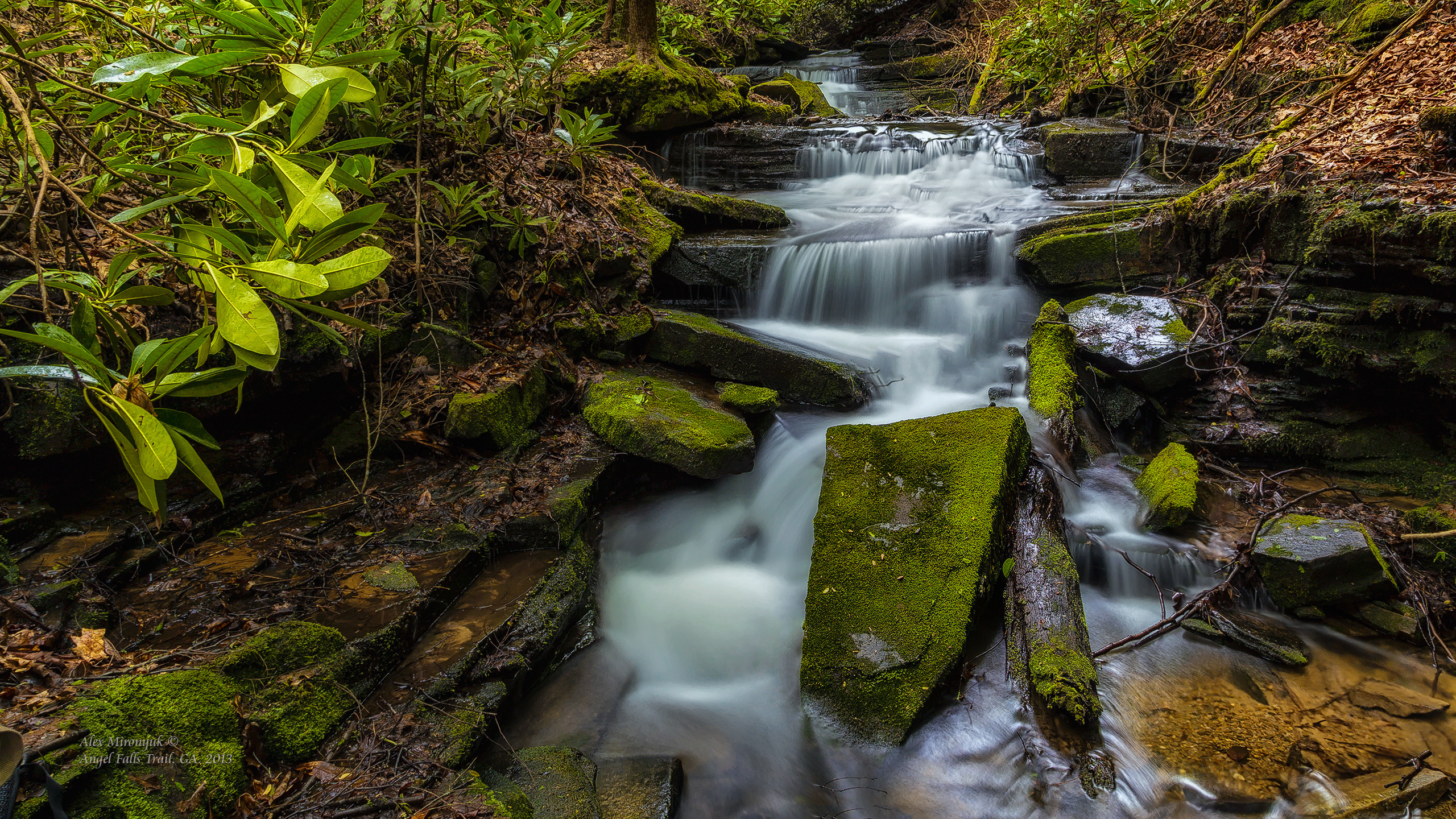 Great Smoky Mountains. Pet, Senior, Landscape, portrait studio, photographer in Miami and Sou