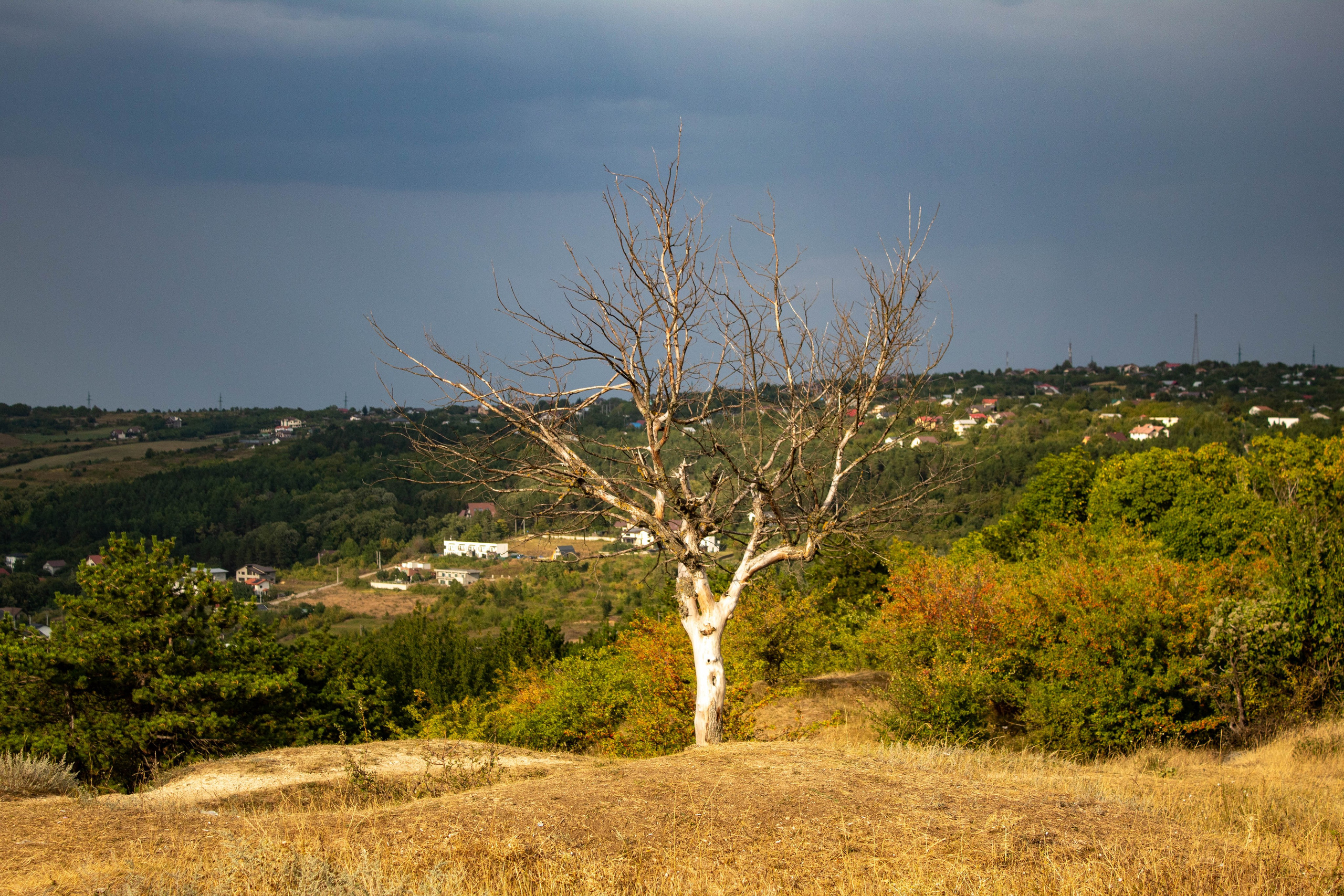 Single bare tree standing on a dry hillside under a moody sky in late summer.