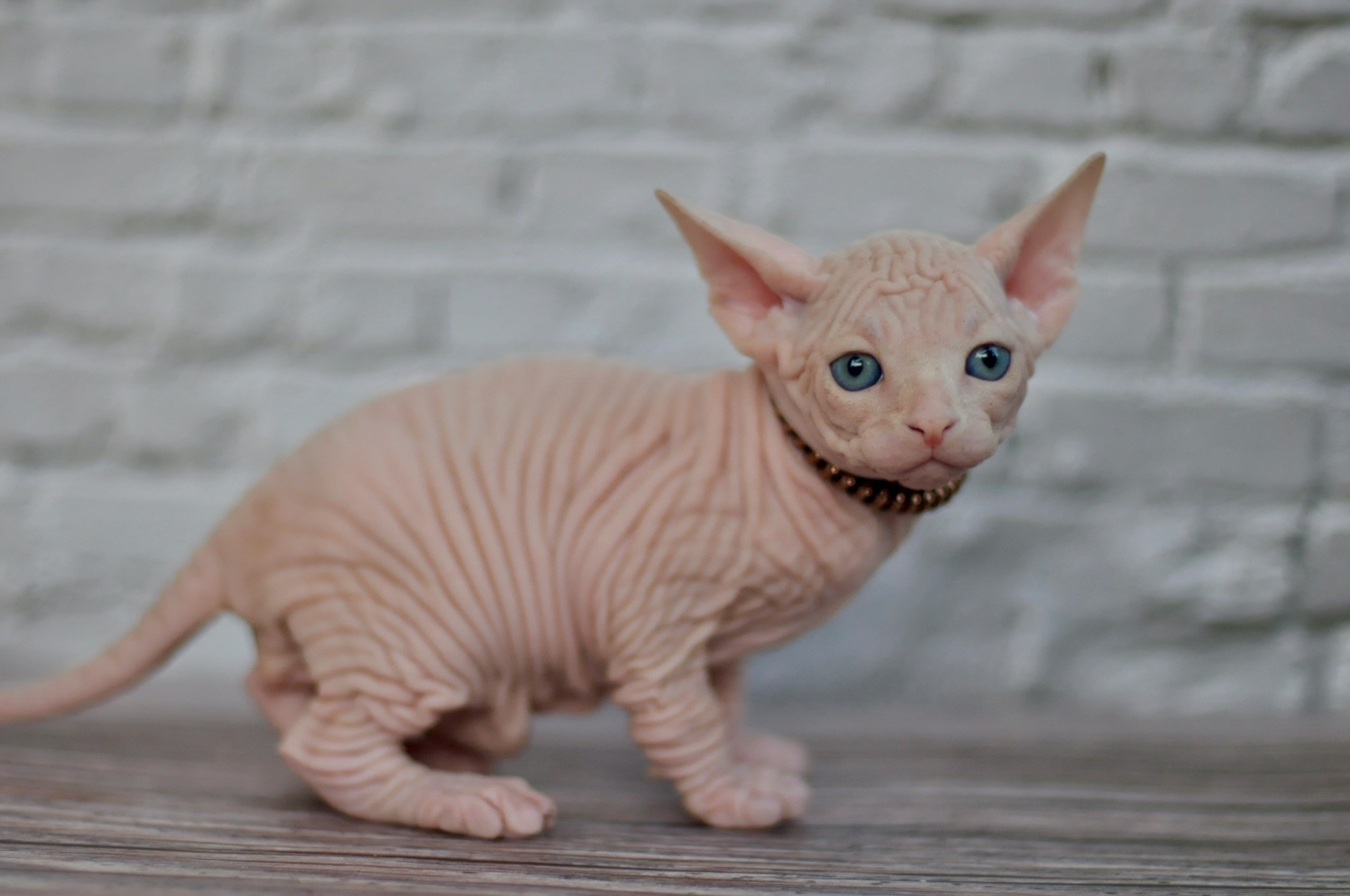 A cattery of Canadian Sphynx breed, located in Limassol, Cyprus