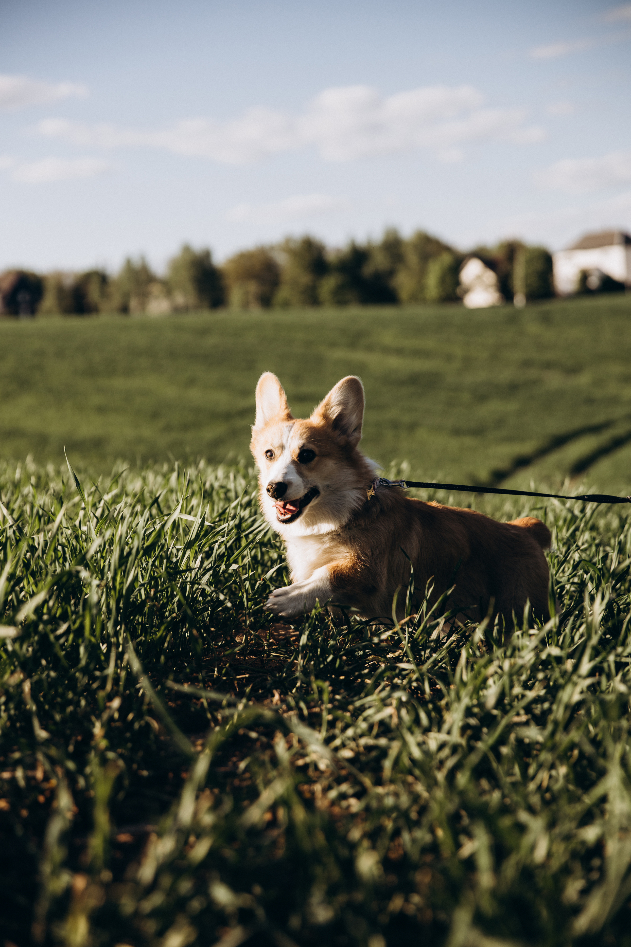 Адриан+Настя. Свадебный фотограф Каледич Тимофей