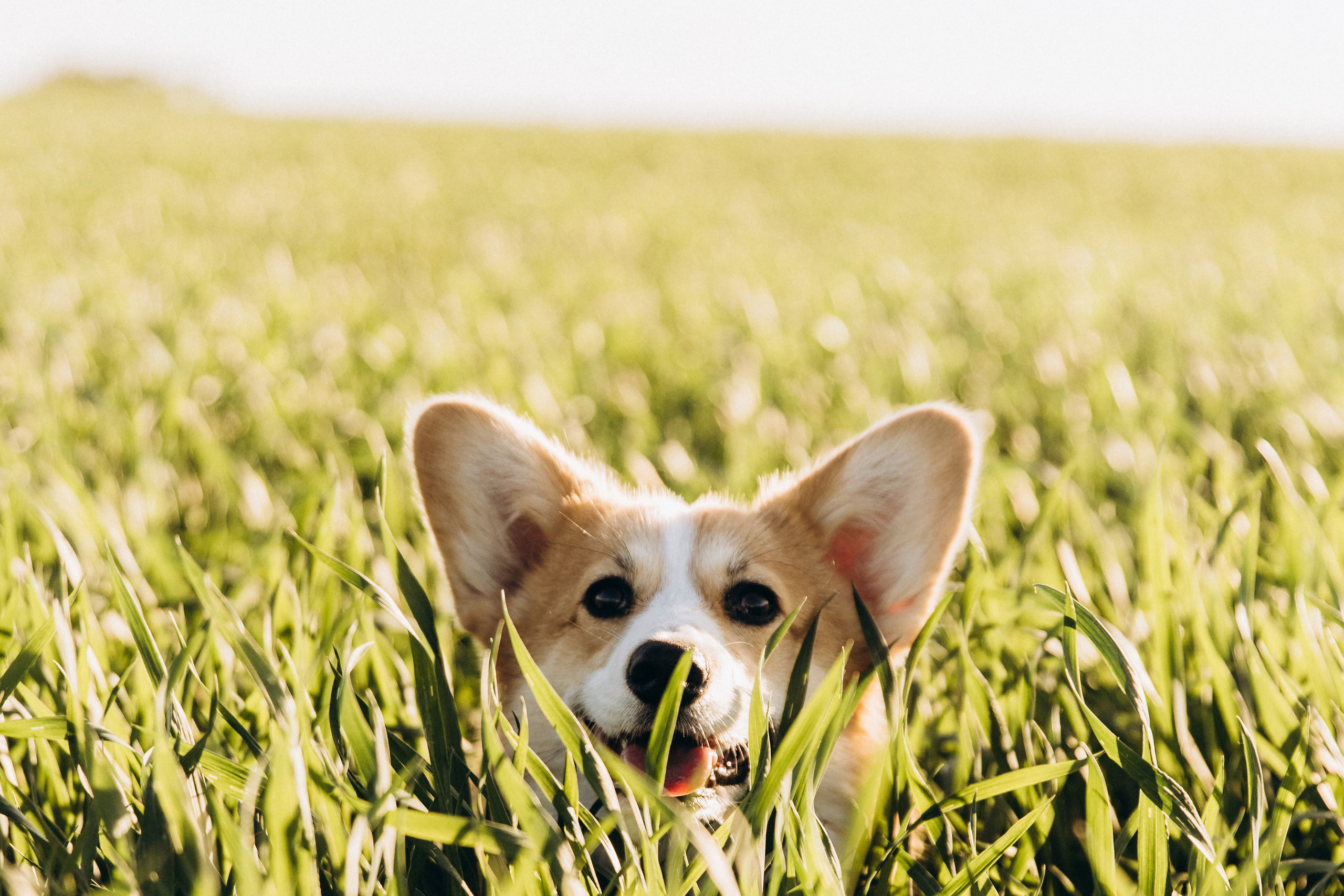 Адриан+Настя. Свадебный фотограф Каледич Тимофей