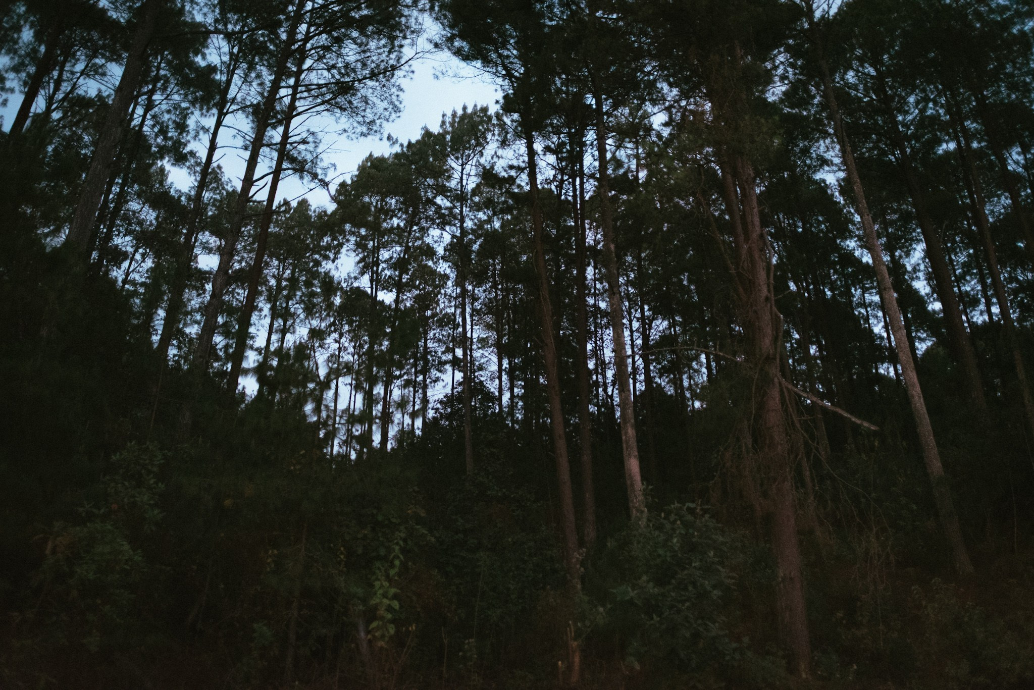 Bosques de San Cristóbal. 2025. Fotógrafo en Villahermosa | ERALPUCHE