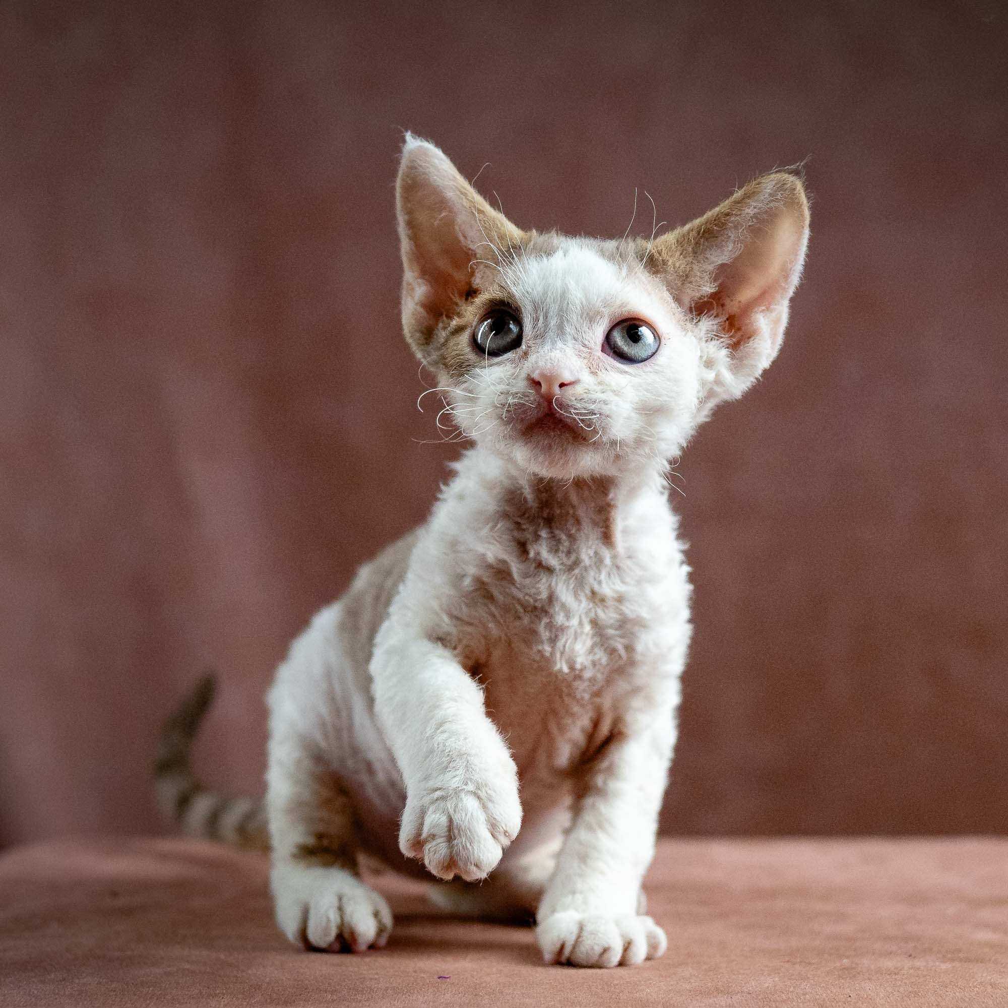 Hector,  boy, born 04.20.25. Devon Rex Pixie Cattery