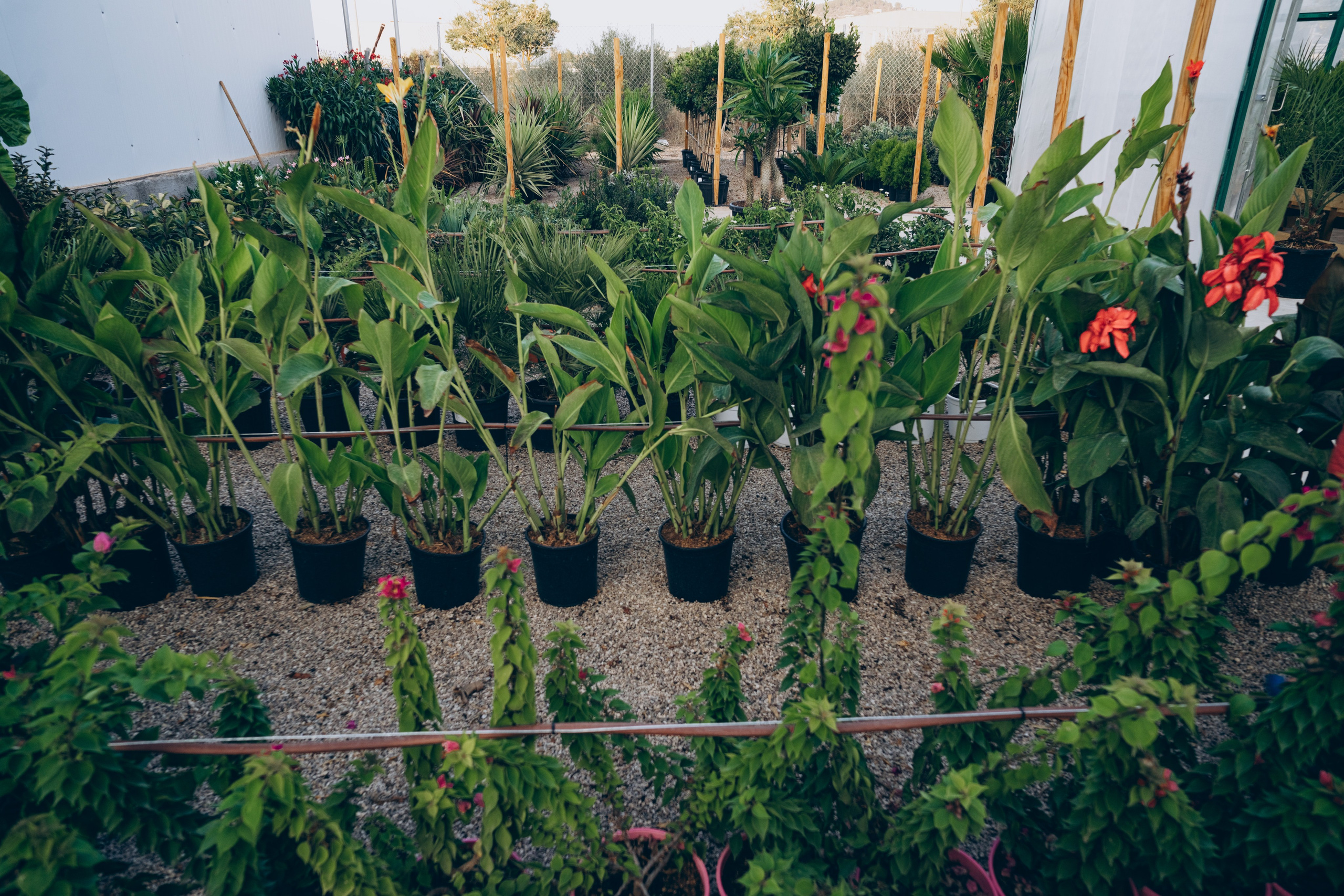 Centro Jardin. Photographer in Mallorca