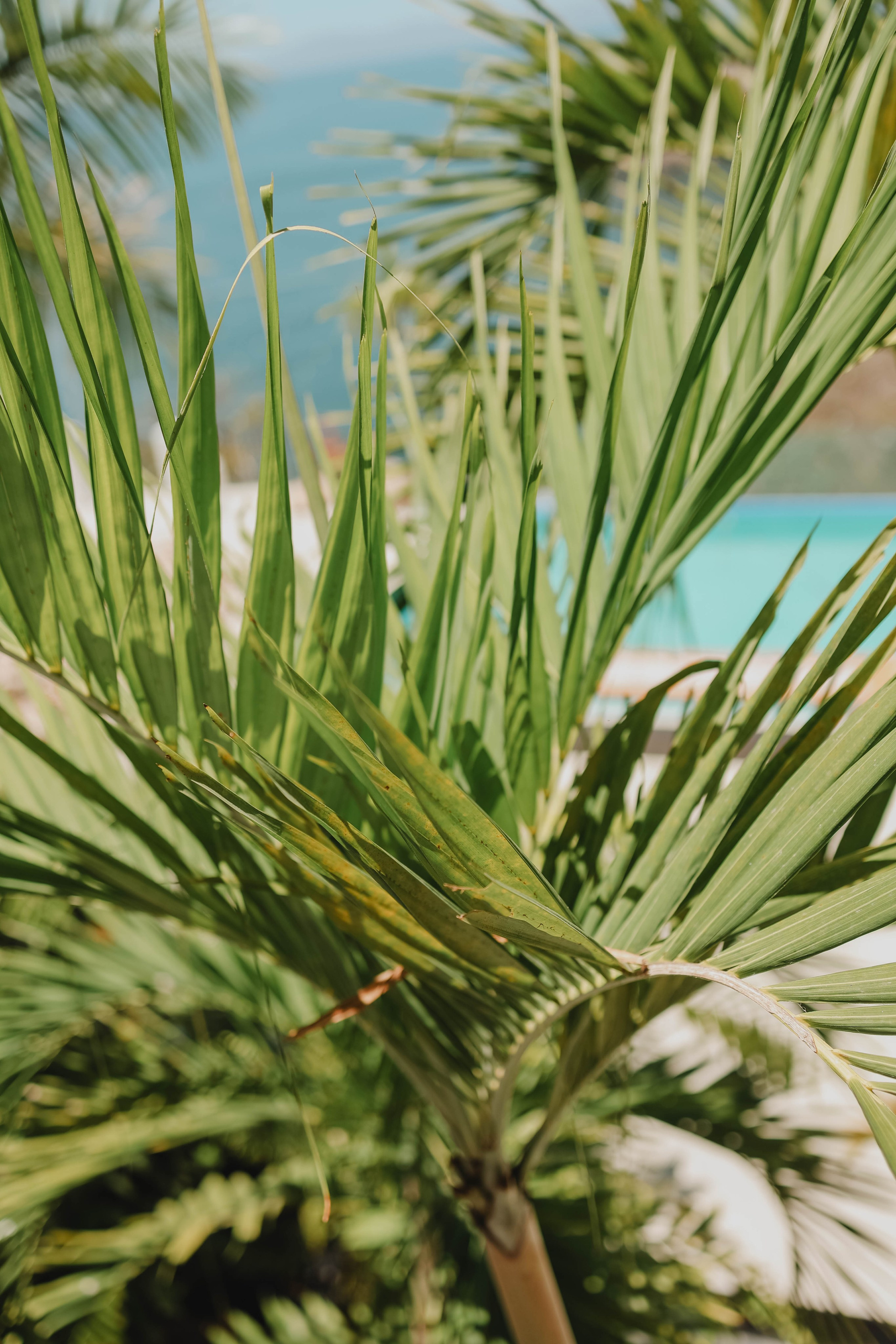 A Wedding at Casa Valerie: Love Under the Puerto Vallarta Sky