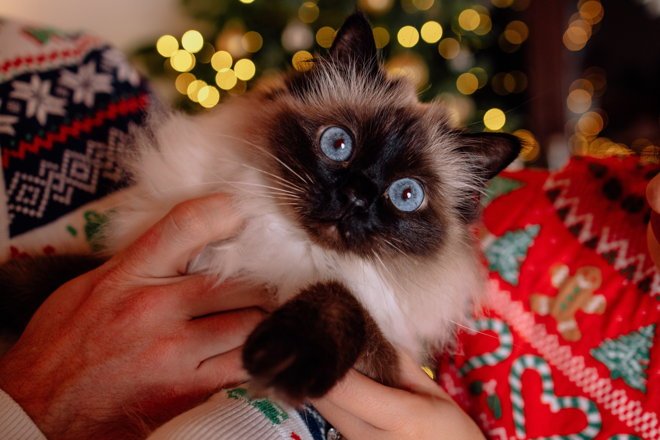 Weihnachten Zuhause. Hochzeitsfotograf München Taufe Familienfotograf Tanja Mauke