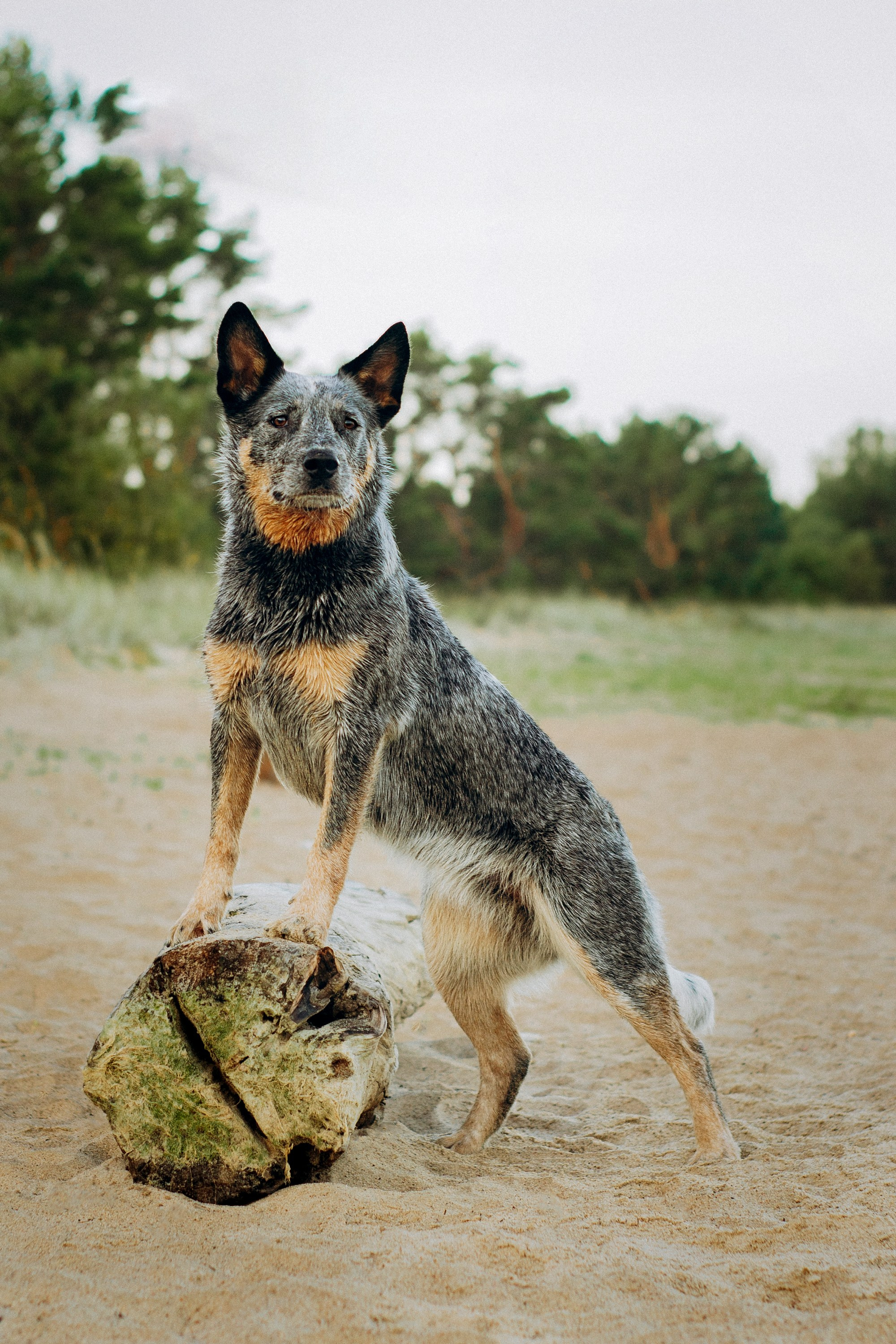 Dakota, Australian Cattle Dog. Kat Laisaar — Pet photographer in Tallinn
