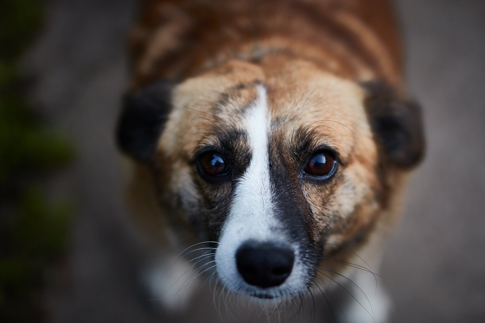 Câini. Pagina principală