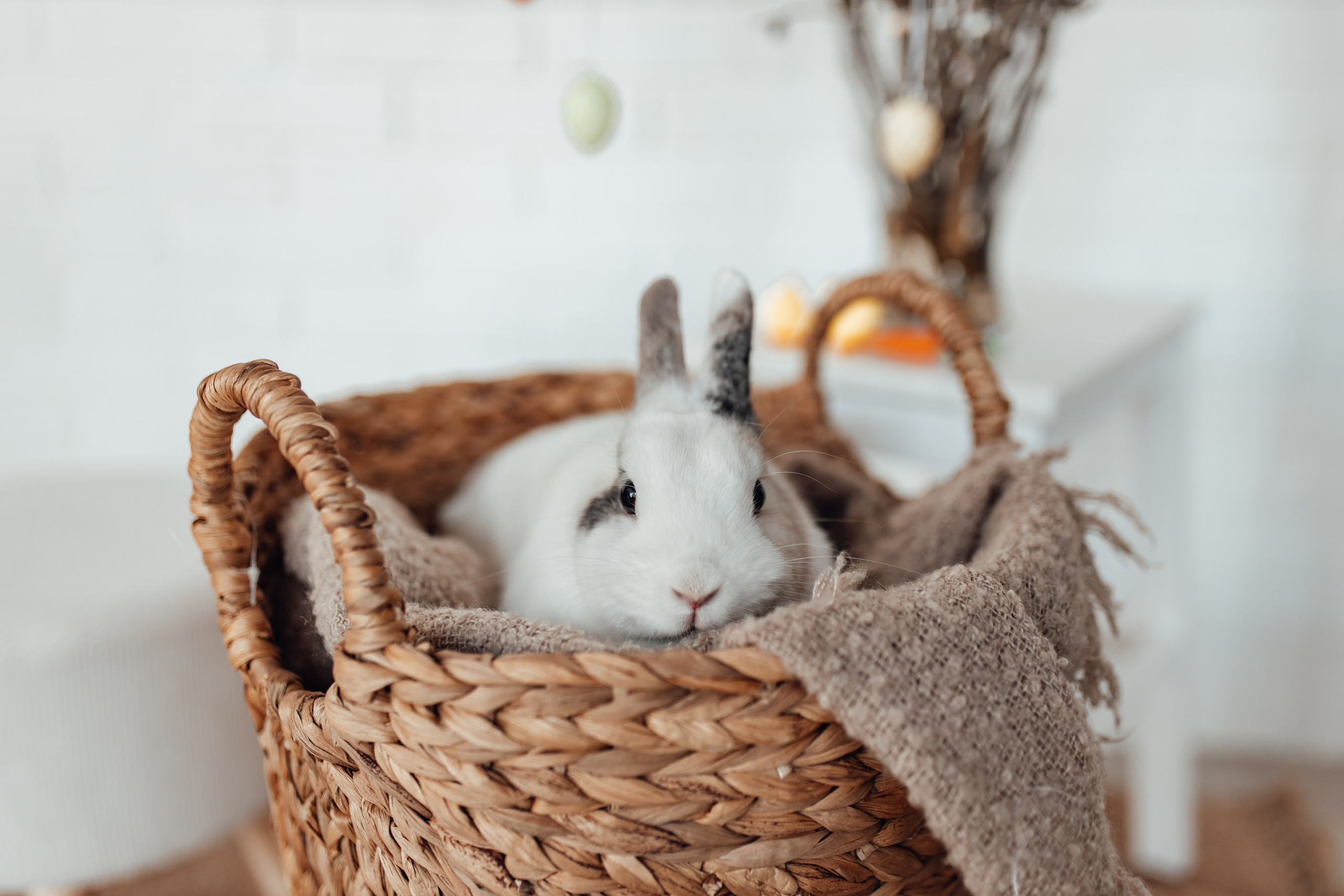 Zaķīši un kaķīši