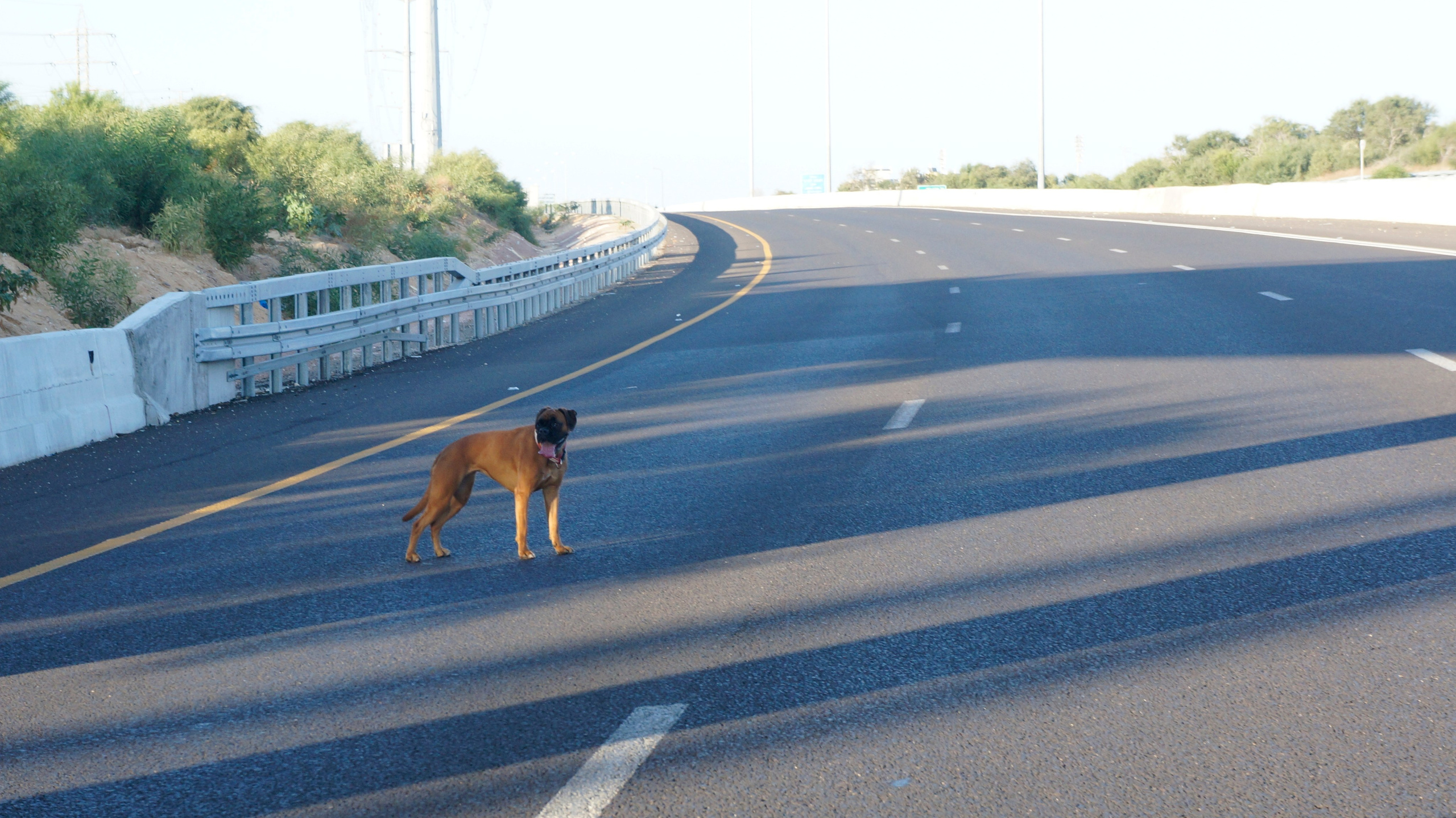 My ״Star״ Boxer Dog