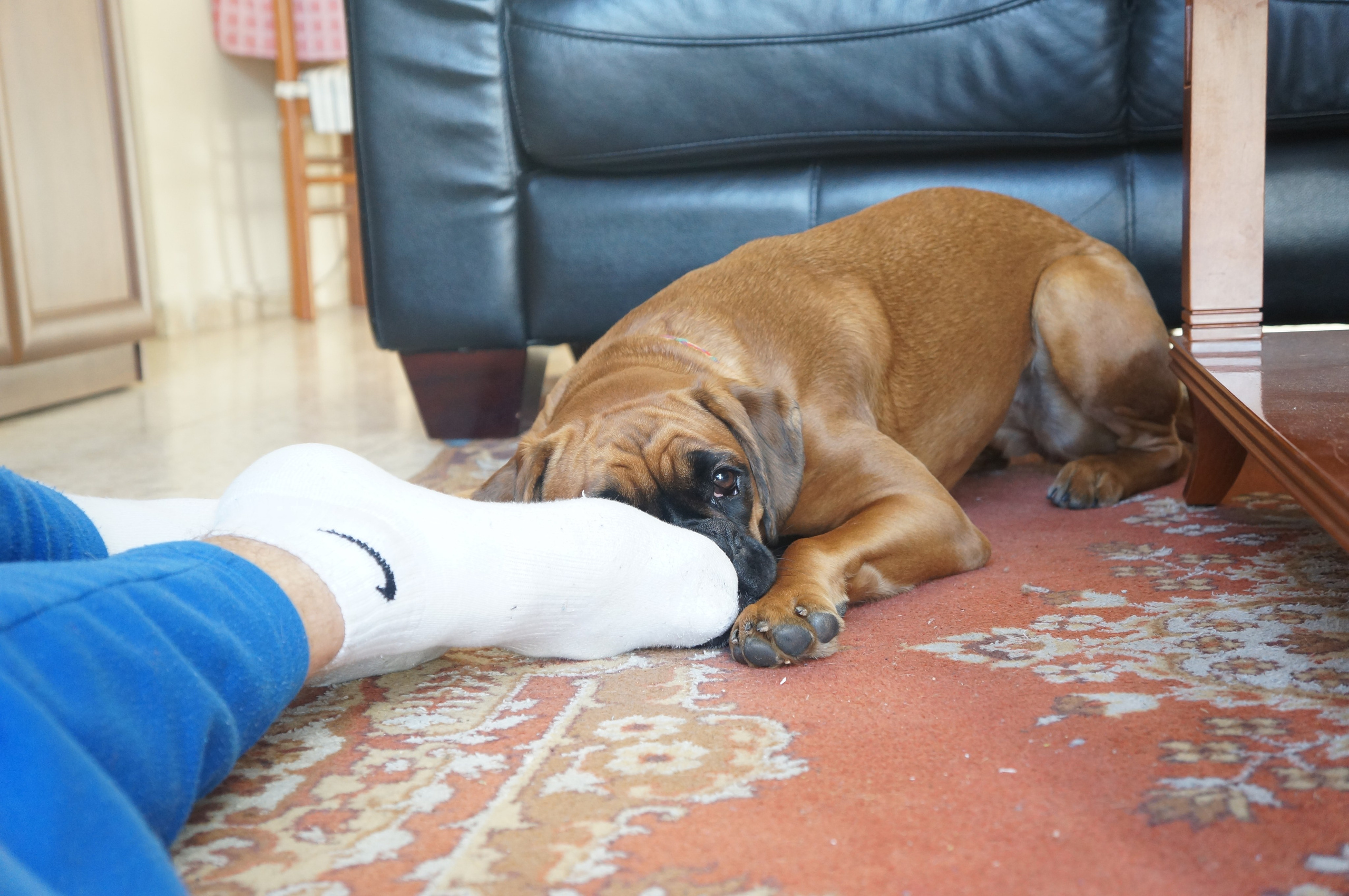 My ״Star״ Boxer Dog