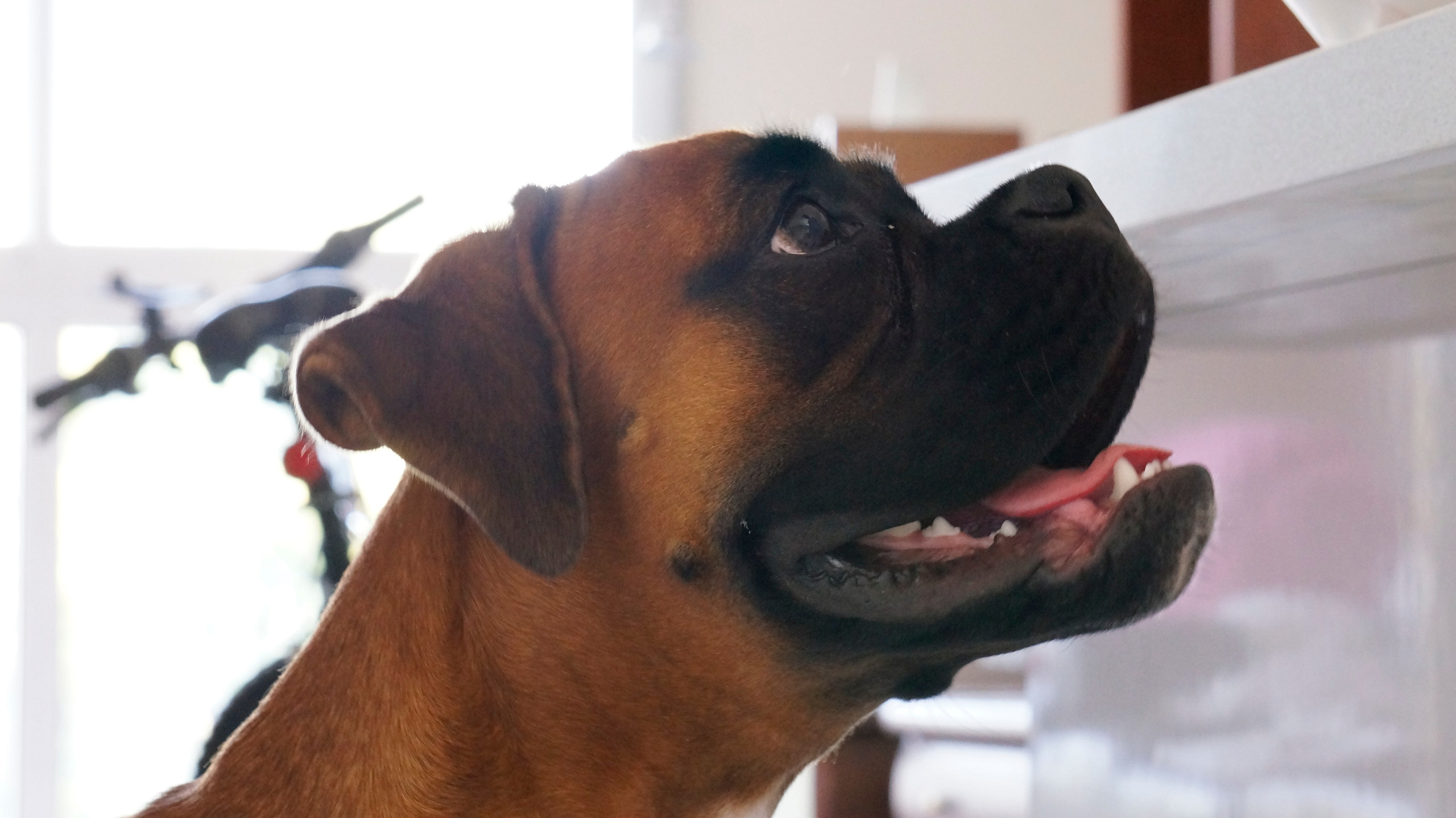 My ״Star״ Boxer Dog