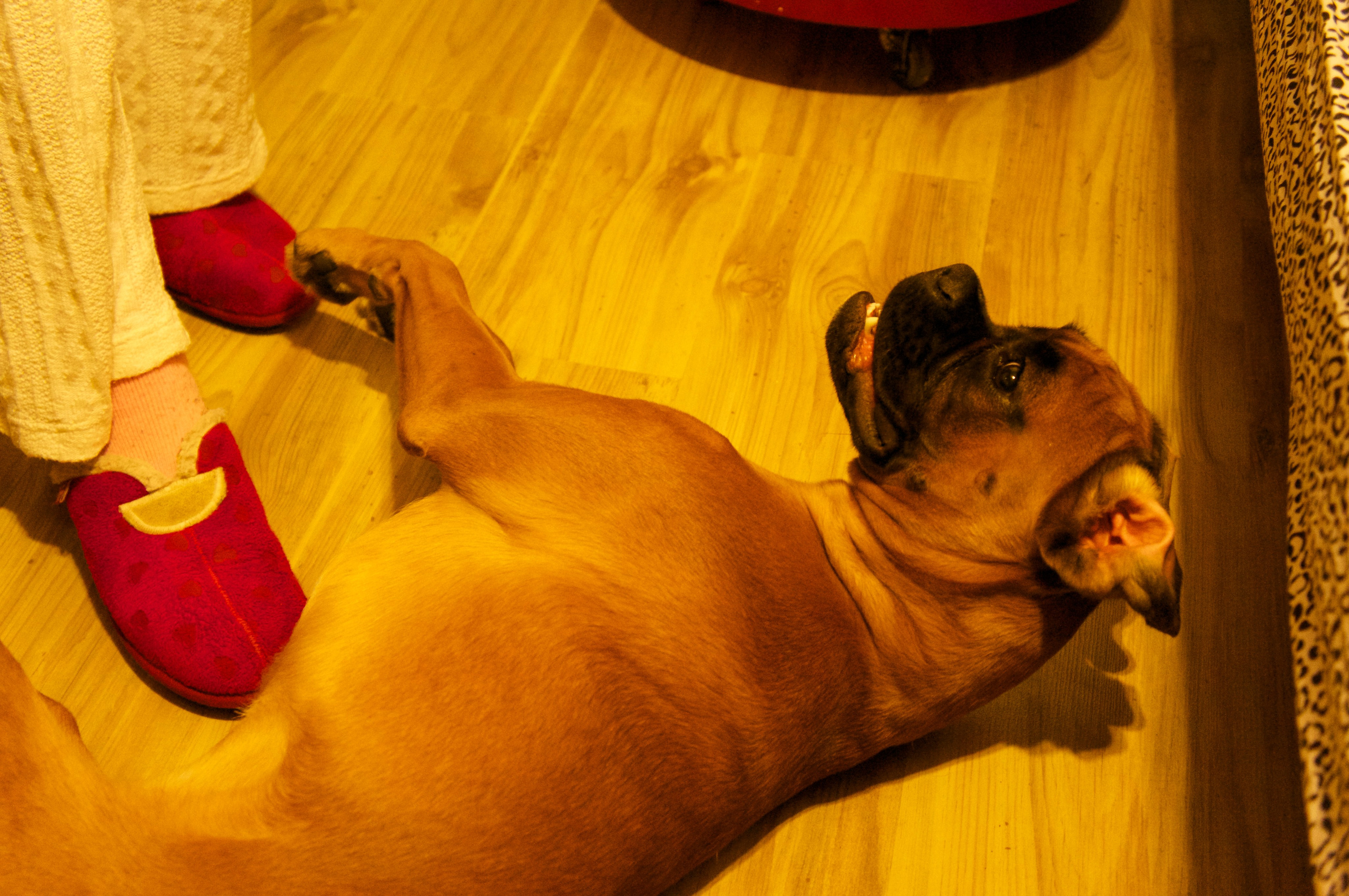 My ״Star״ Boxer Dog