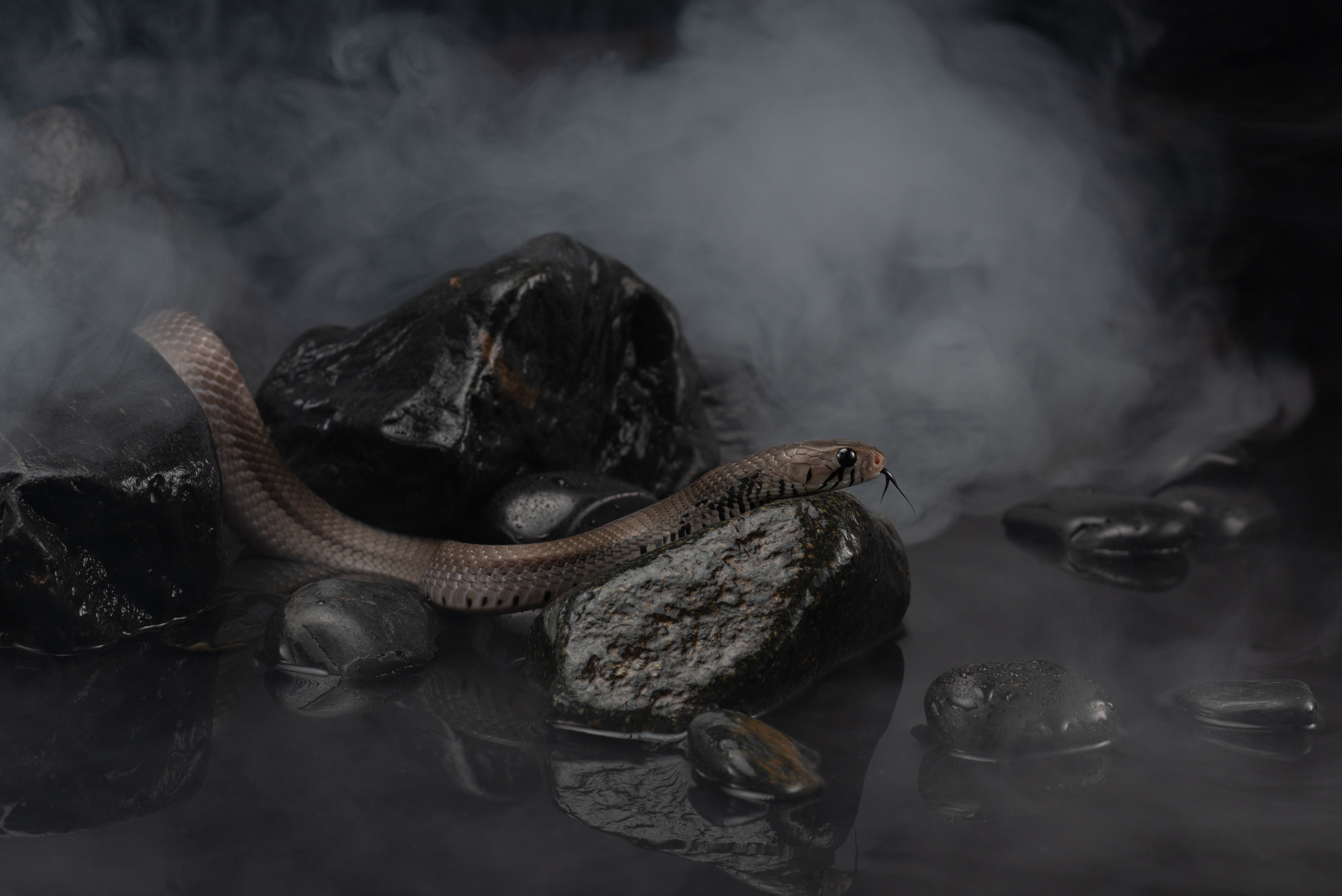 Professional exotic pet photography by Tanya Asfir, Belgrade. Tanya Asfir — Pet & Animal Photographer | Belgrade, Serbia